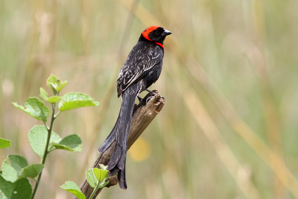 2. Exploring ‍the Unique Mating ⁤Behavior of ⁤Red-collared ‌Widowbirds in Masai Mara