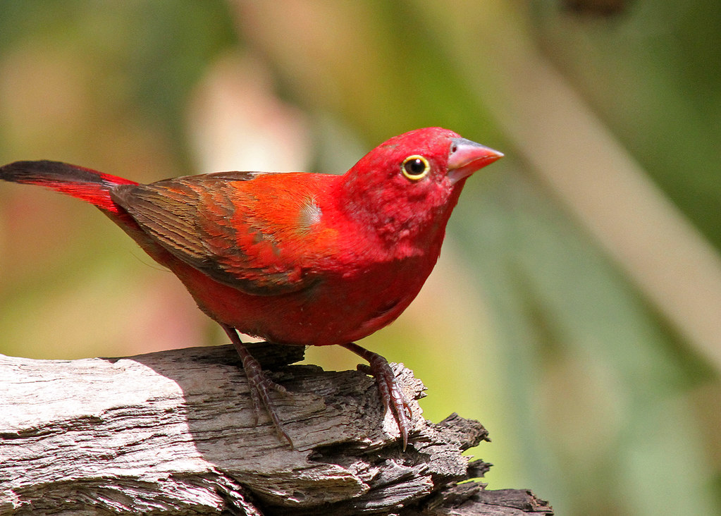 - Where to Spot the Redbilled Firefinch: Recommended Locations and Strategies