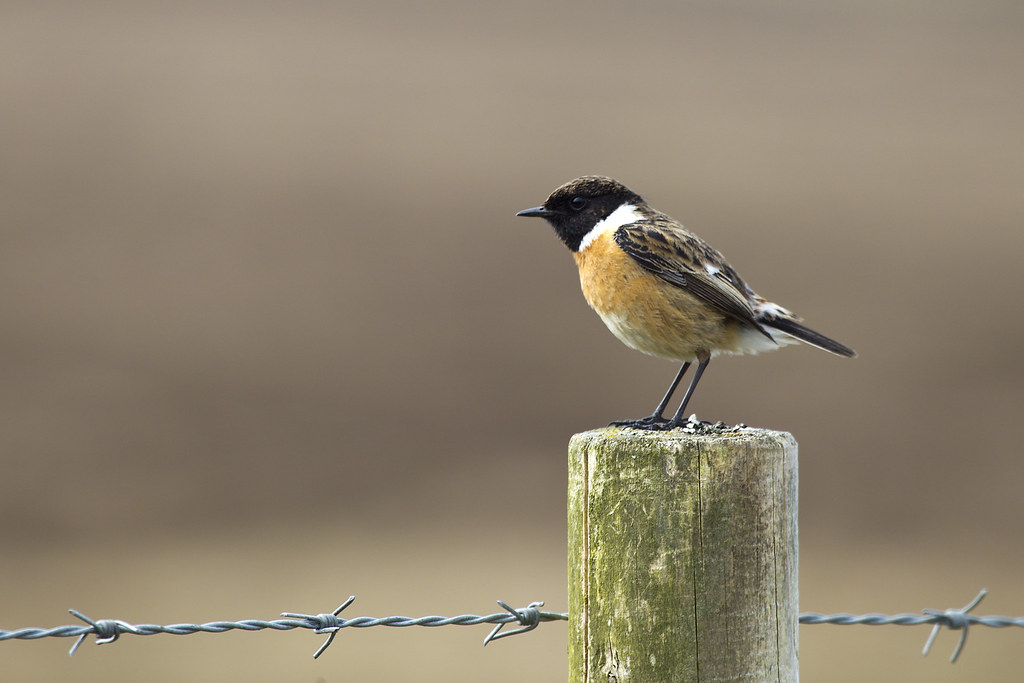 Diverse Birdlife in the Skies of Maasai Mara