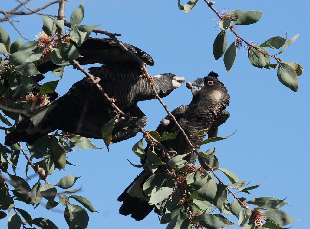 4. A Feast for the Eyes: Best Viewing Spots to Observe Animal Interactions at the River