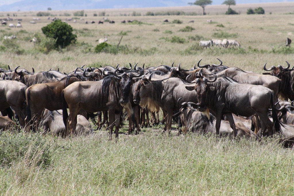 3.​ An⁤ Unparalleled Encounter: Witness the Great Wildebeest​ Migration on a Helicopter Safari in Maasai Mara