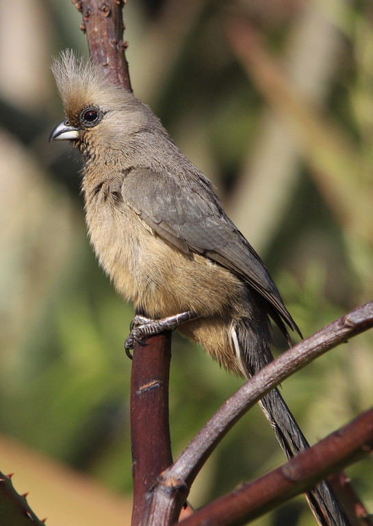 - Speckled Mousebird's​ Role in the Ecosystem of Masai Mara⁣ National‌ Park