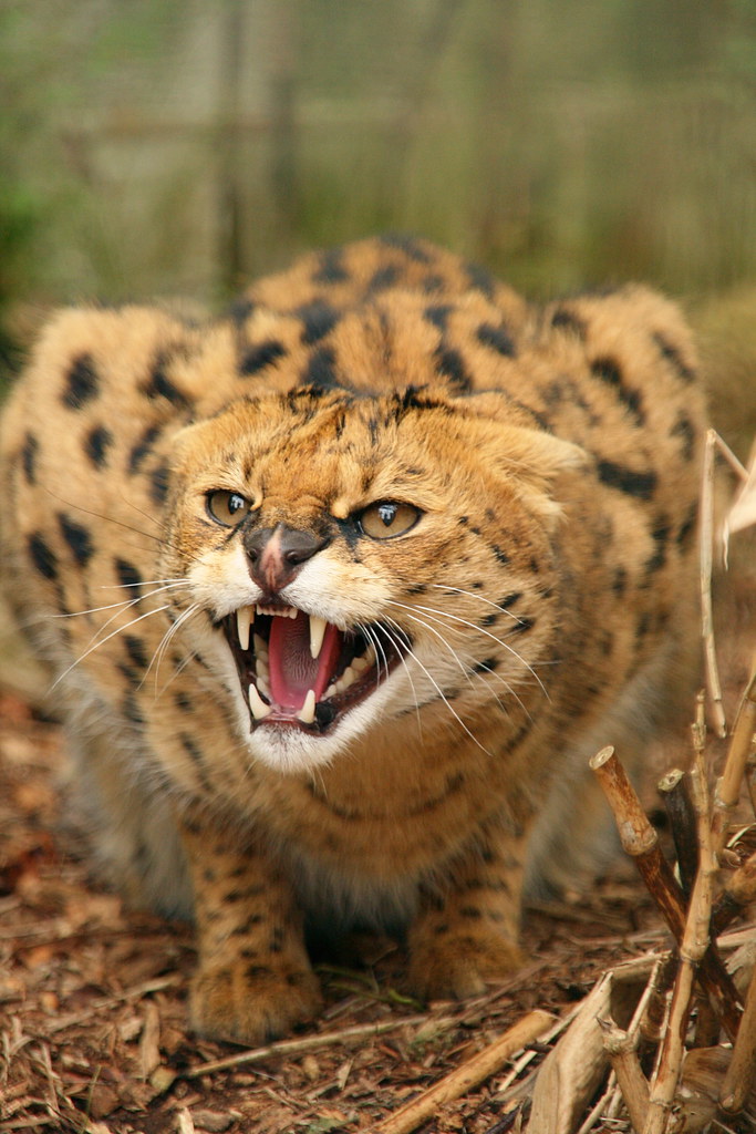 The Mysterious​ Nocturnal ⁢Serval: A Surprising ⁣Sight ⁤on a ‌Balloon‍ Safari