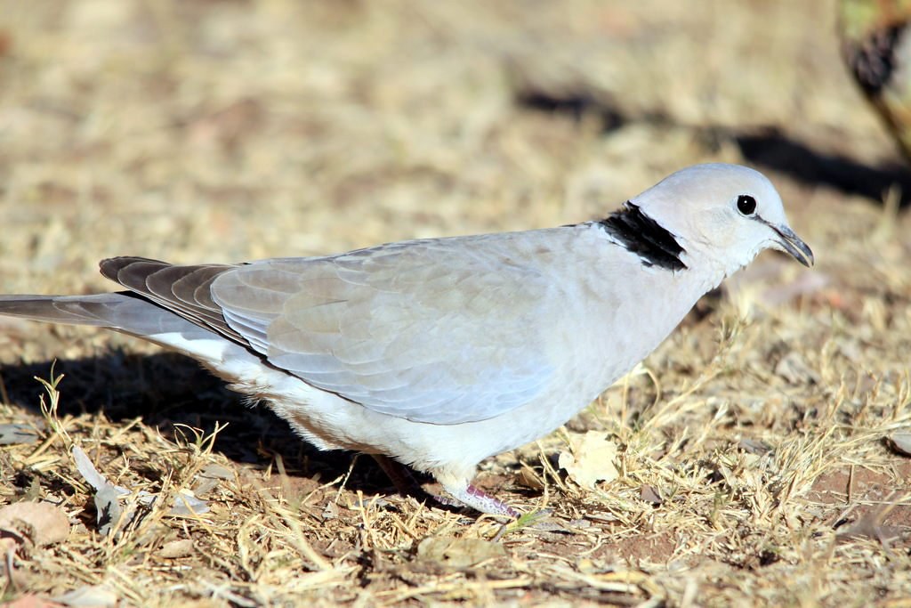 Where to Spot Ringnecked ⁤Doves ​in Masai Mara: Best Locations ​and Preferred ⁢Perches