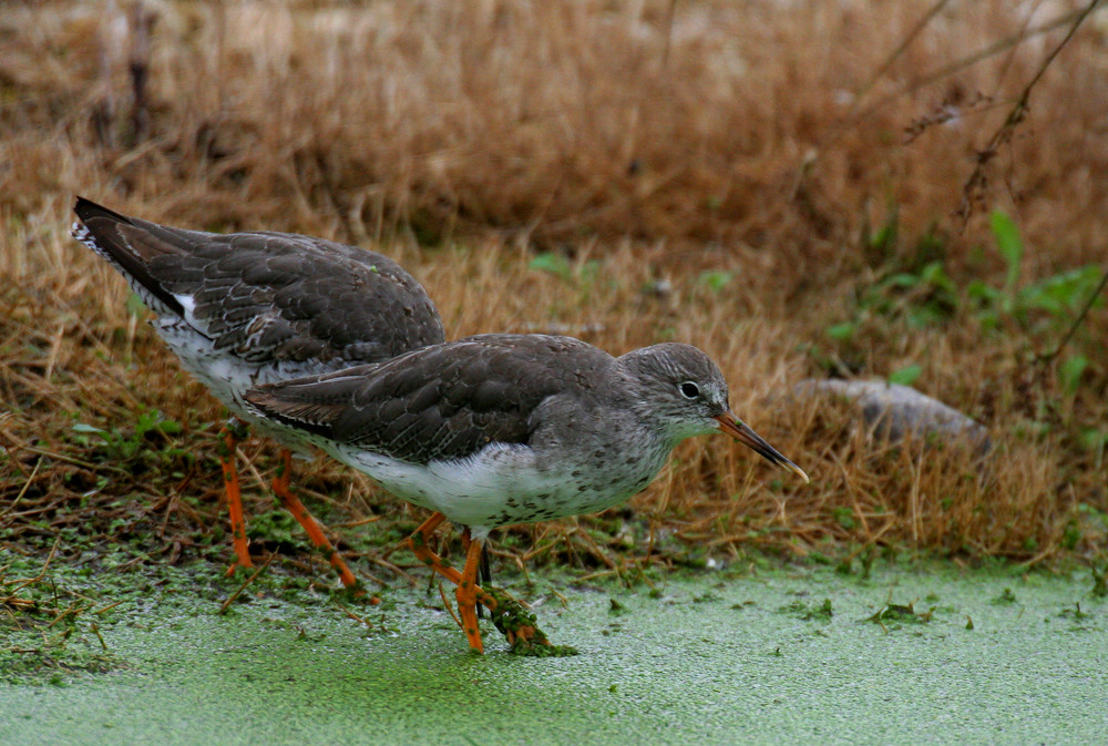 Marvel at the Breathtaking Beauty of the Common ⁤Redshank in Masai‍ Mara