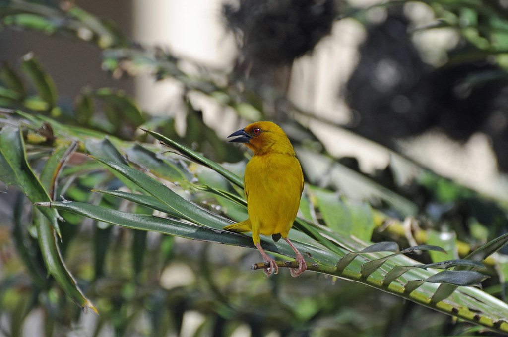 Conservation Recommendations to Protect the African Golden Weaver and its Habitat in Masai Mara