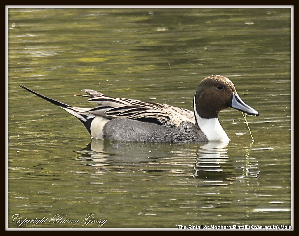 Conservation⁤ Considerations for the Northern​ Pintail in Masai⁢ Mara