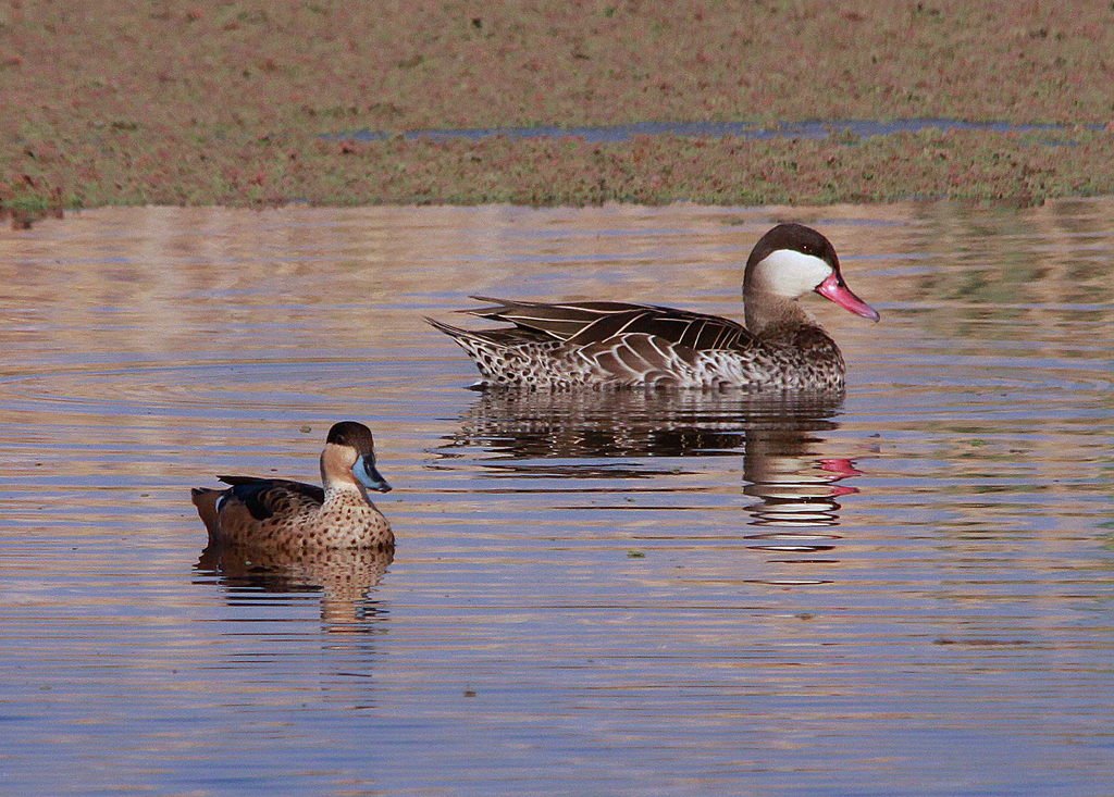 Exploring the Contribution of Hottentot Teal Ducks to the Biodiversity ⁢of Masai Mara National Park