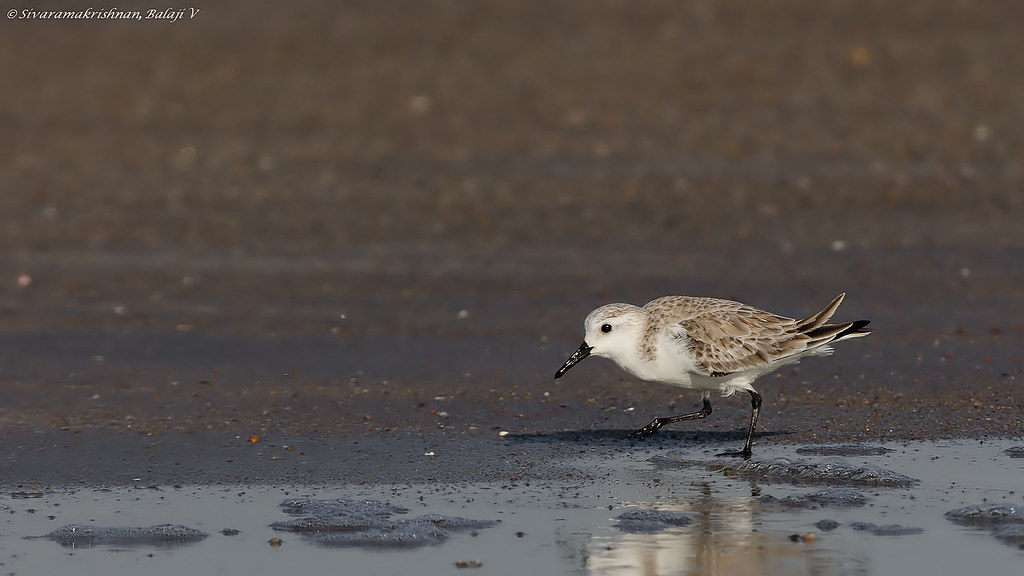 Enhancing⁢ Your Experience: Tips for Spotting Sanderlings in Masai Mara National‍ Park