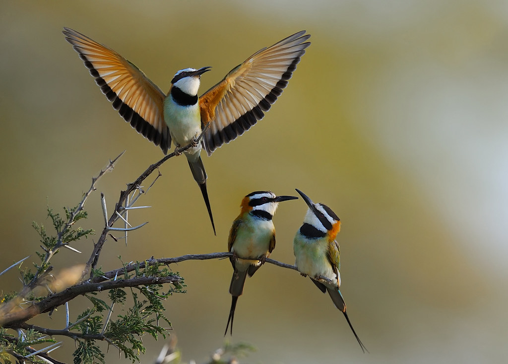 Discovering the Vibrant Plumage and Unique Characteristics of the Whitethroated Bee-eater