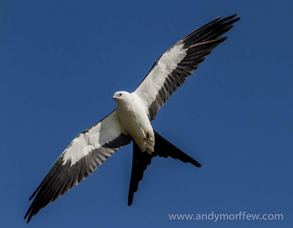 The Majestic Swallowtailed Kite: Exquisite⁢ African Bird Species