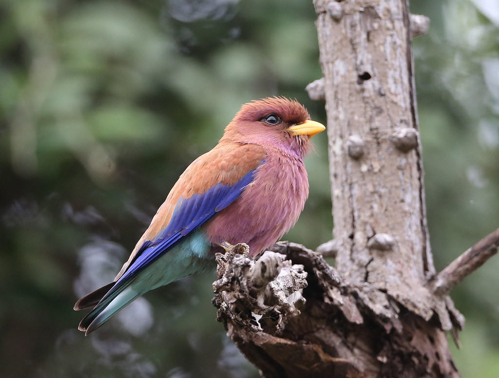 Conservation Efforts to Protect the Broadbilled Roller Population in Masai Mara