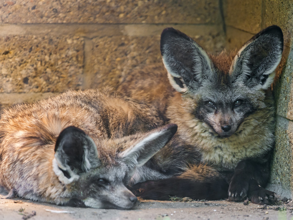 Discover the ⁤Secret ​World of Bat-Eared Foxes: A Delightful Discovery in Maasai Mara