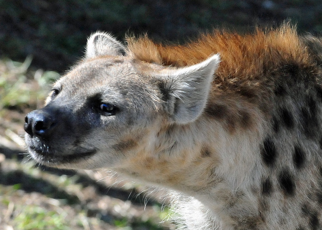 6. Conservation Efforts for Hyenas⁢ in⁢ Maasai Mara: Supporting Sustainable Wildlife Viewing