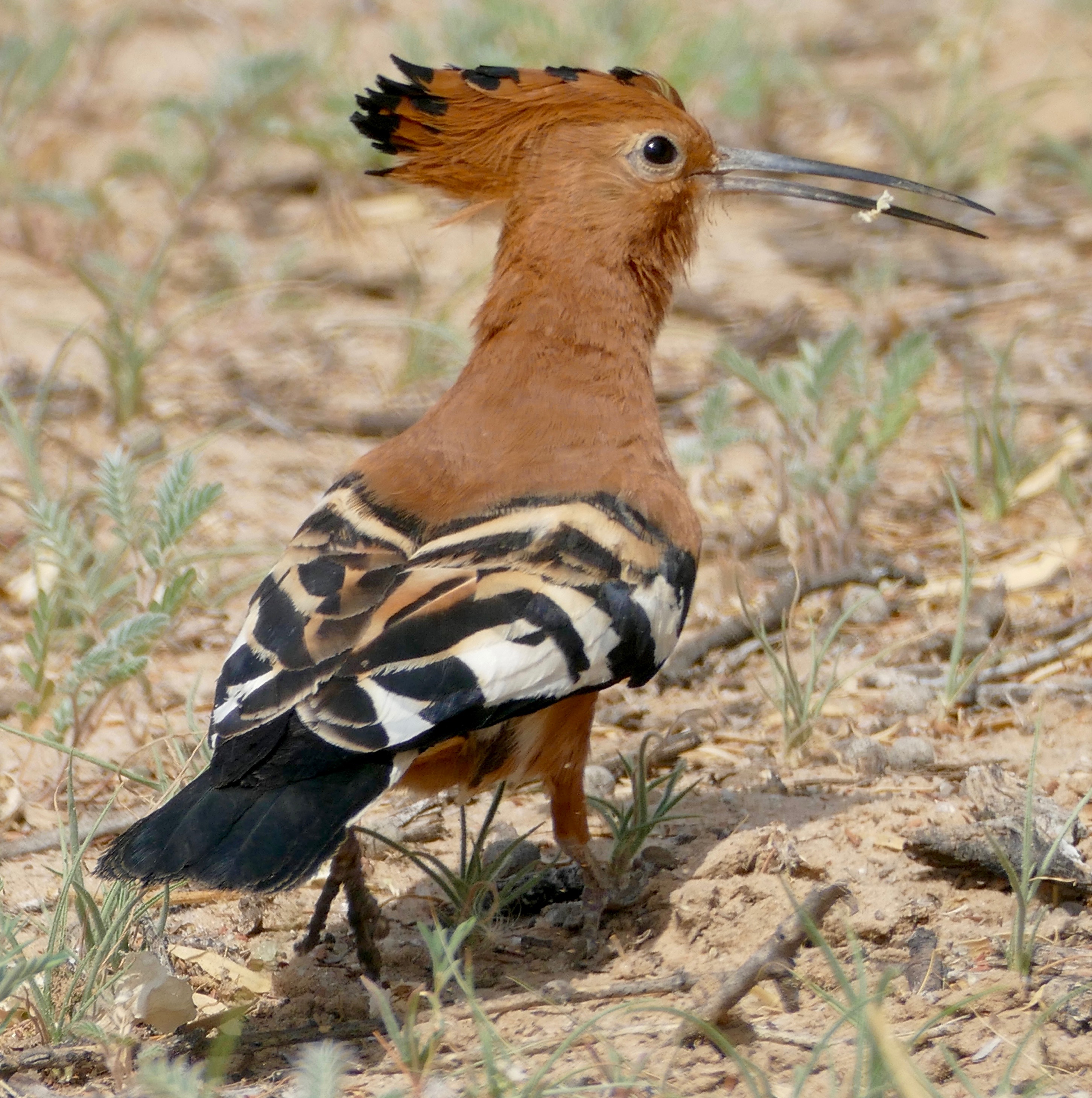 Preserving the Ecological‍ Importance of the African Hoopoe‍ in Masai Mara