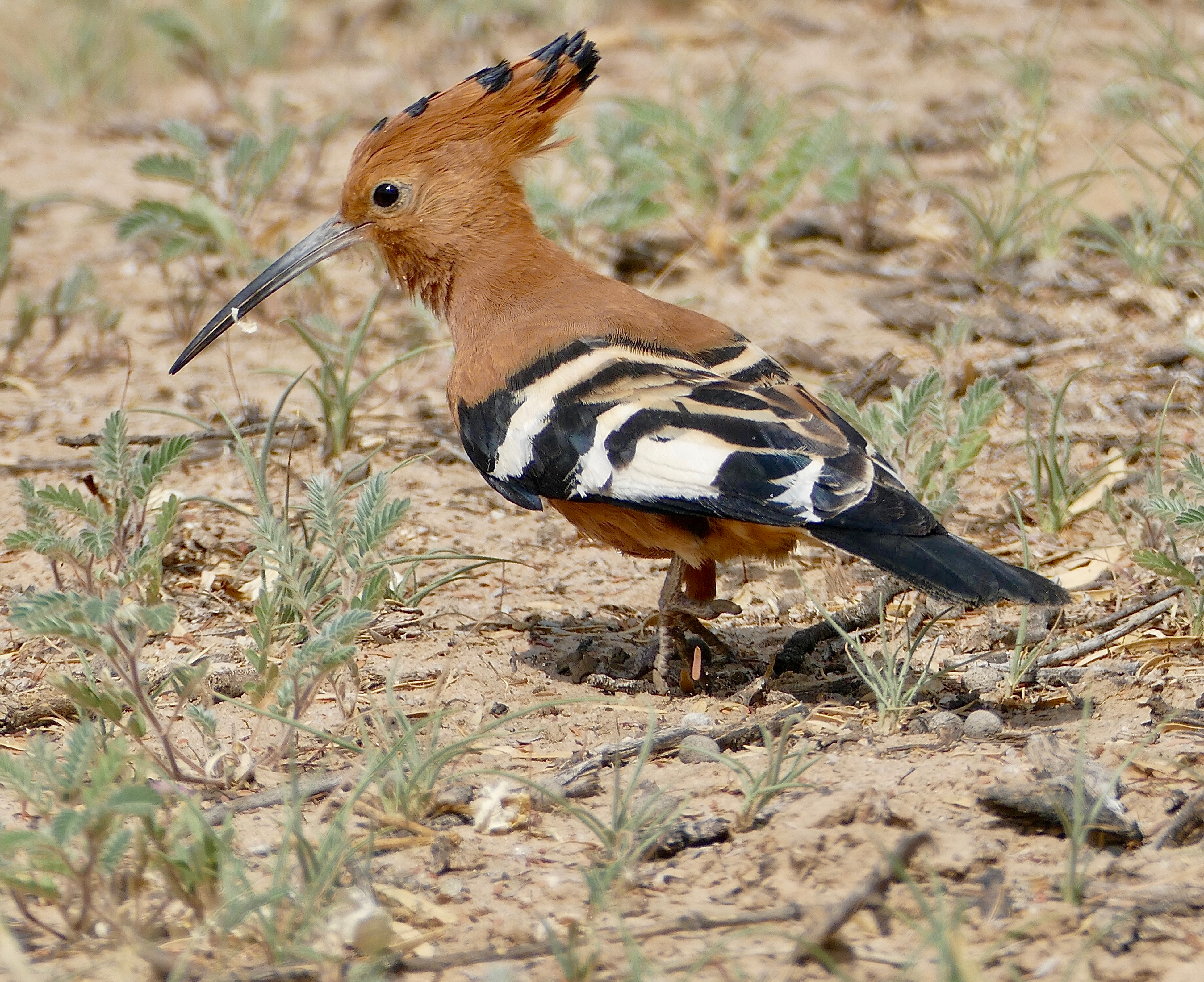 Unveiling the Mesmerizing Behavior and Habitat ​of⁣ the African Hoopoe