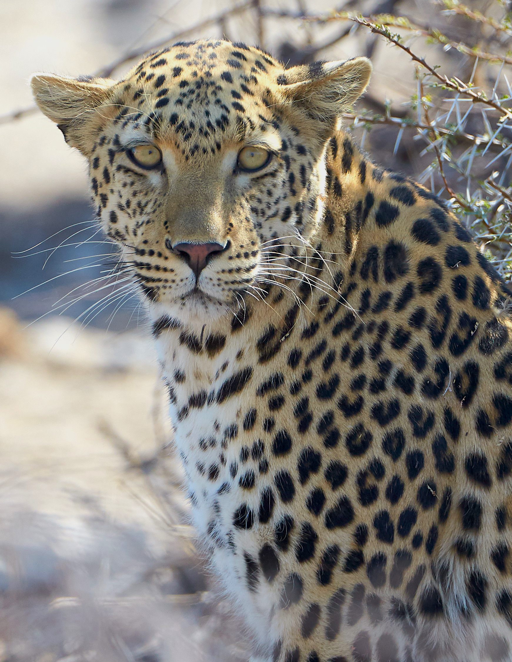 Best ⁢Time of Day and ‍Ideal Seasons‌ for Leopard Sightings in Maasai ⁢Mara