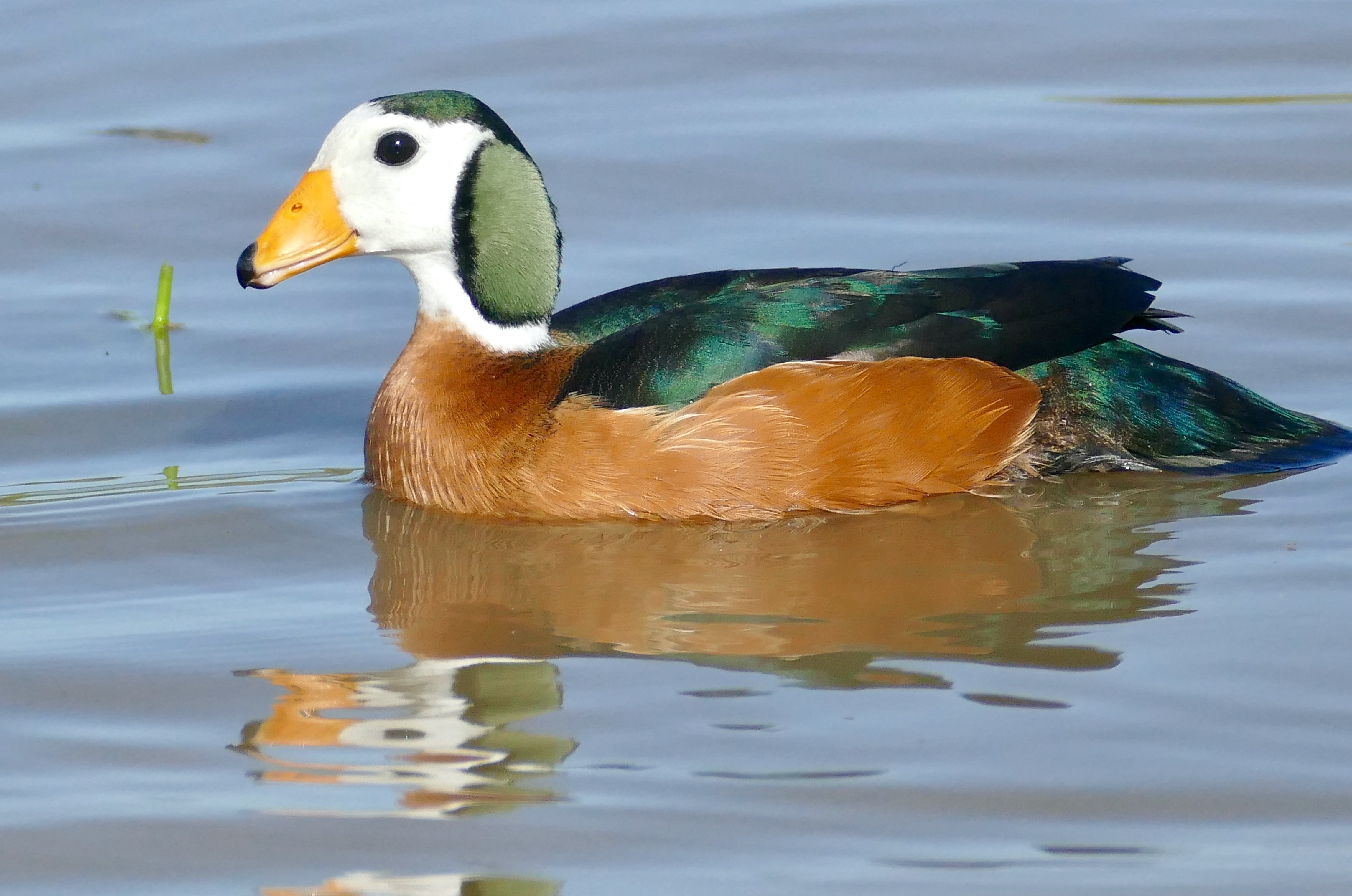 - Conservation Efforts and Recommendations to Protect the African Pygmy Goose in ‍Masai Mara