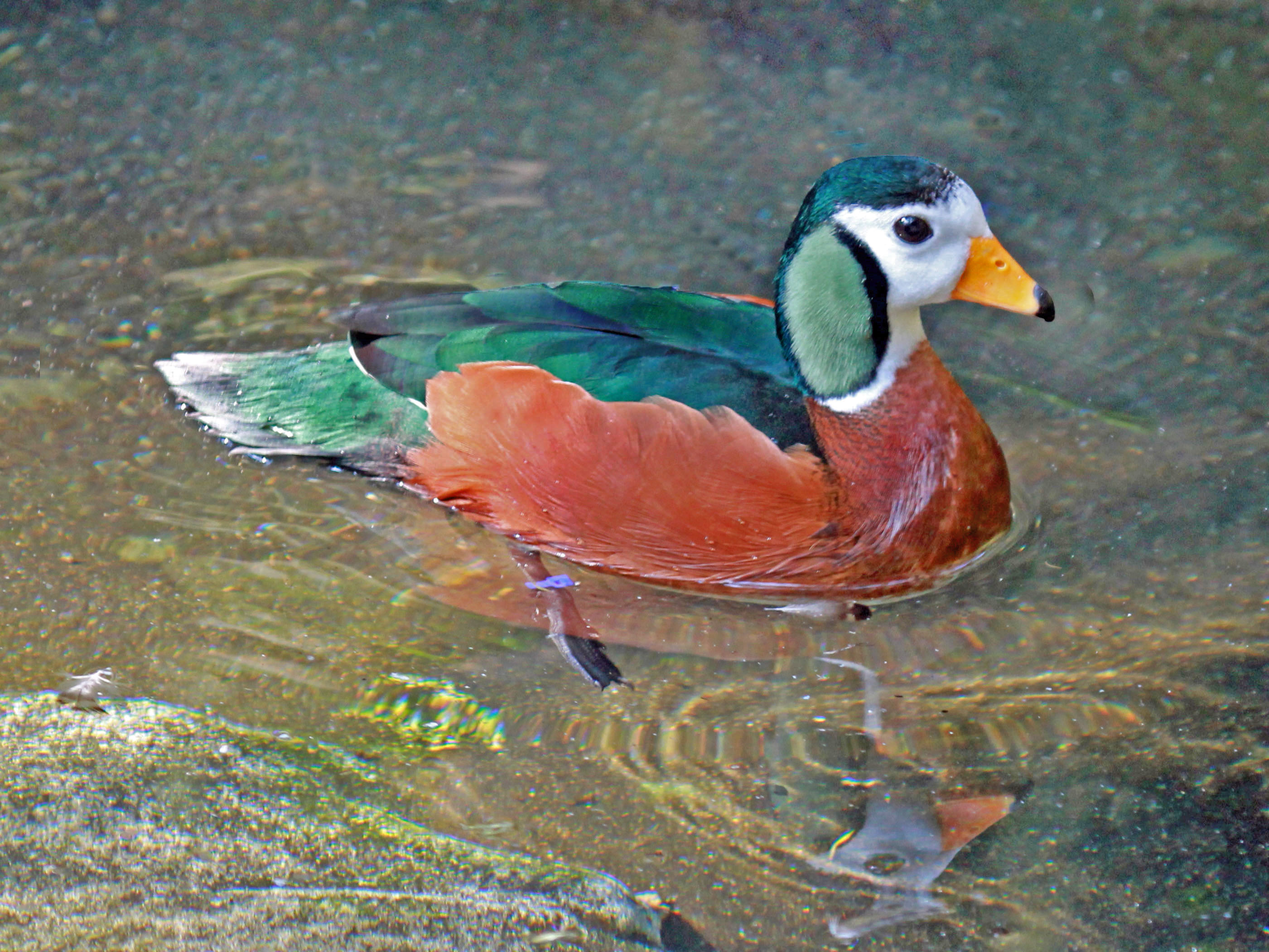 -​ Understanding the Behavior ‍and Unique Characteristics of the African Pygmy Goose