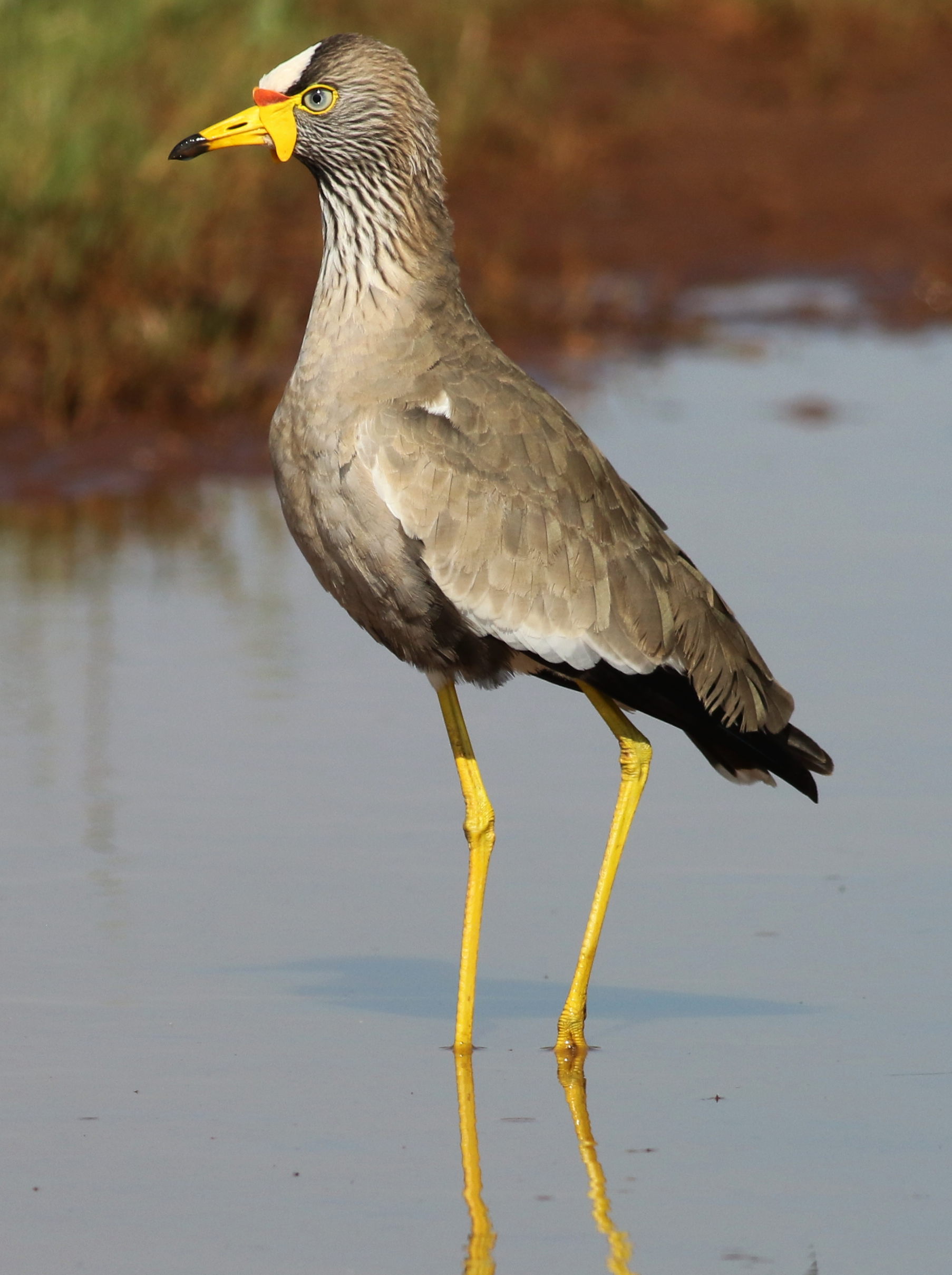 - Introduction to the African Wattled Plover: An Elegant Wader of⁢ Masai Mara