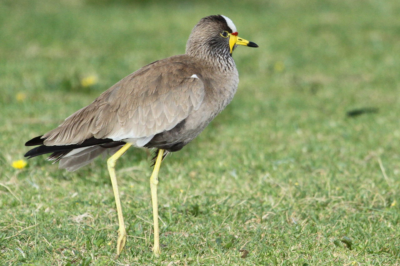 - ⁤The Natural Habitat of the African Wattled​ Plover in​ Masai Mara ​National ⁢Park
