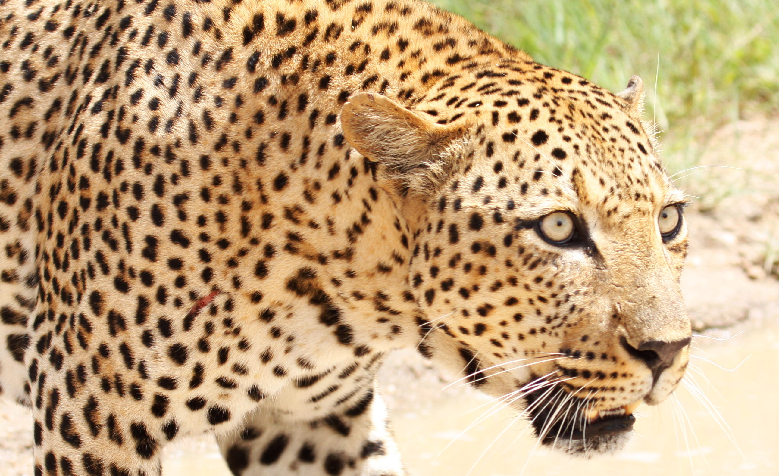 Rich Biodiversity and Natural Habitat for​ Leopards in Maasai Mara