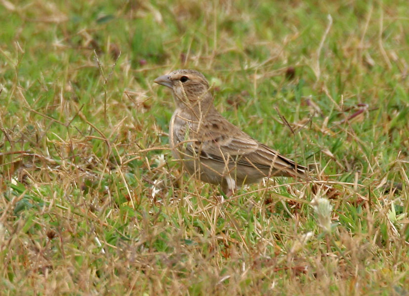 Best Wildlife Viewing Spots to Spot Fischers SparrowLark​ in Masai Mara