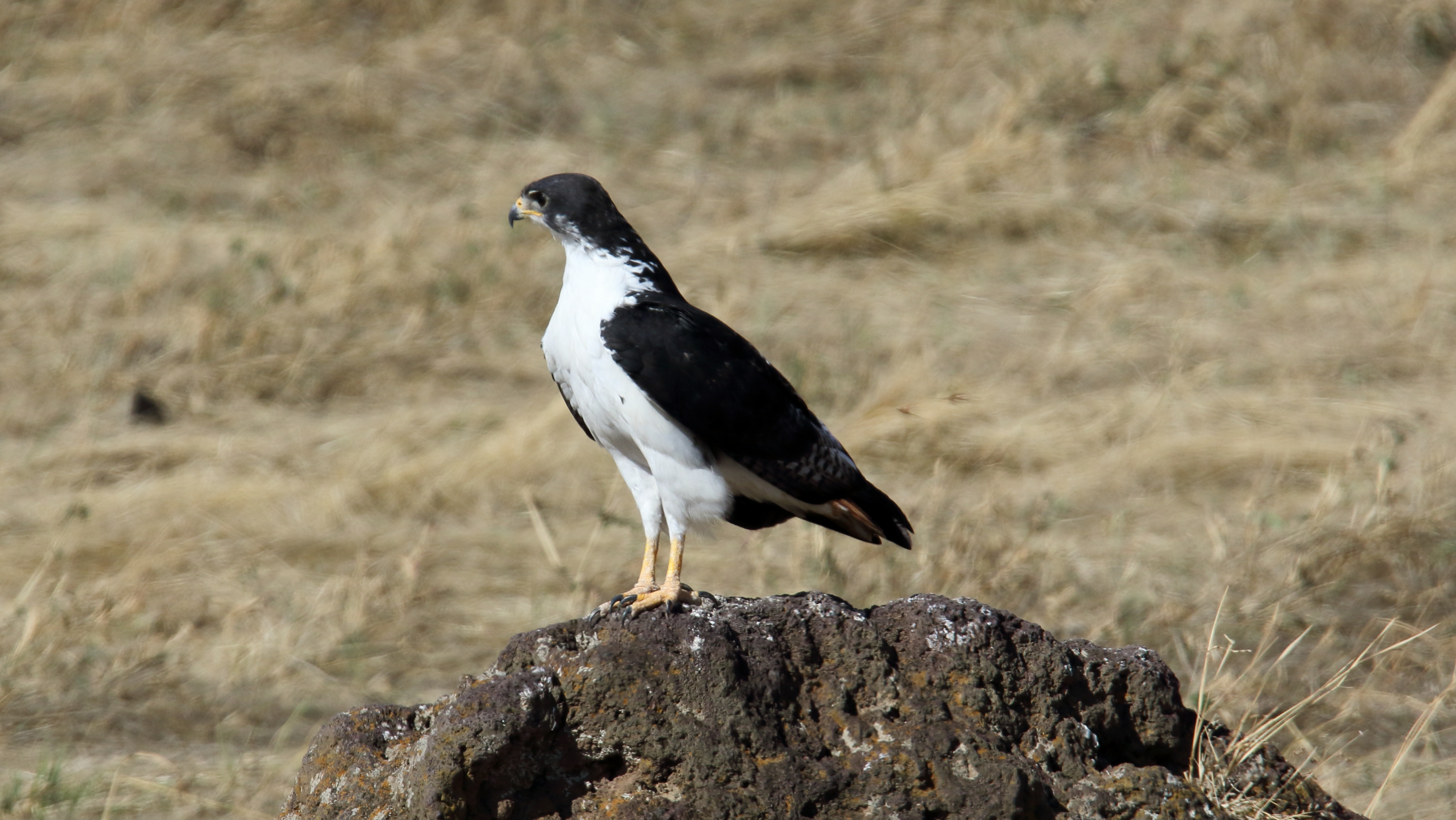 Overview of the ‌Augur Buzzard in Masai Mara National ‌Park