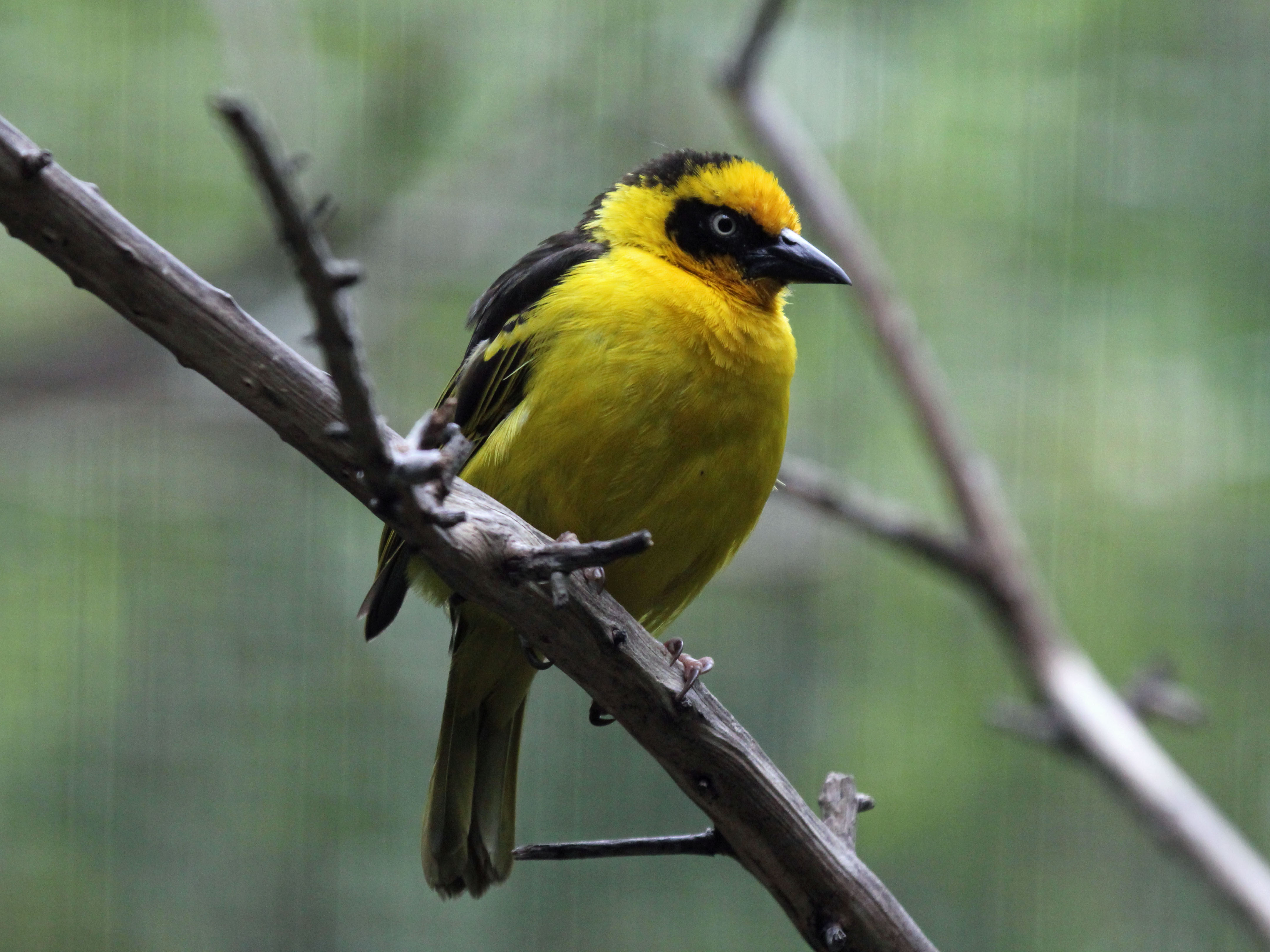 Woven Treasures: Where to Find and Purchase Authentic Baglafecht Weaver Crafts in Masai Mara