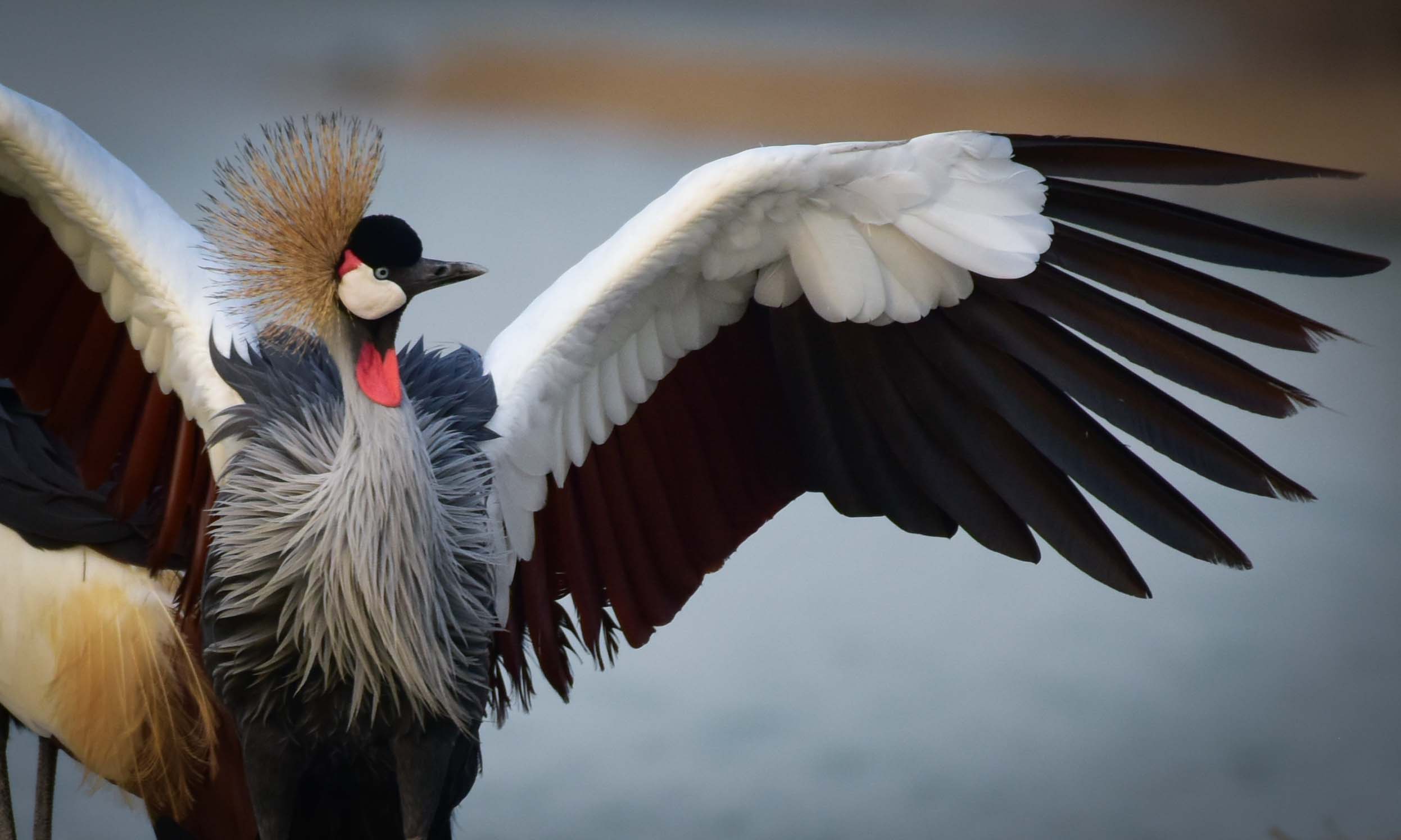 Conservation Efforts for ⁢Grey Crowned Cranes in Masai Mara National ⁢Park