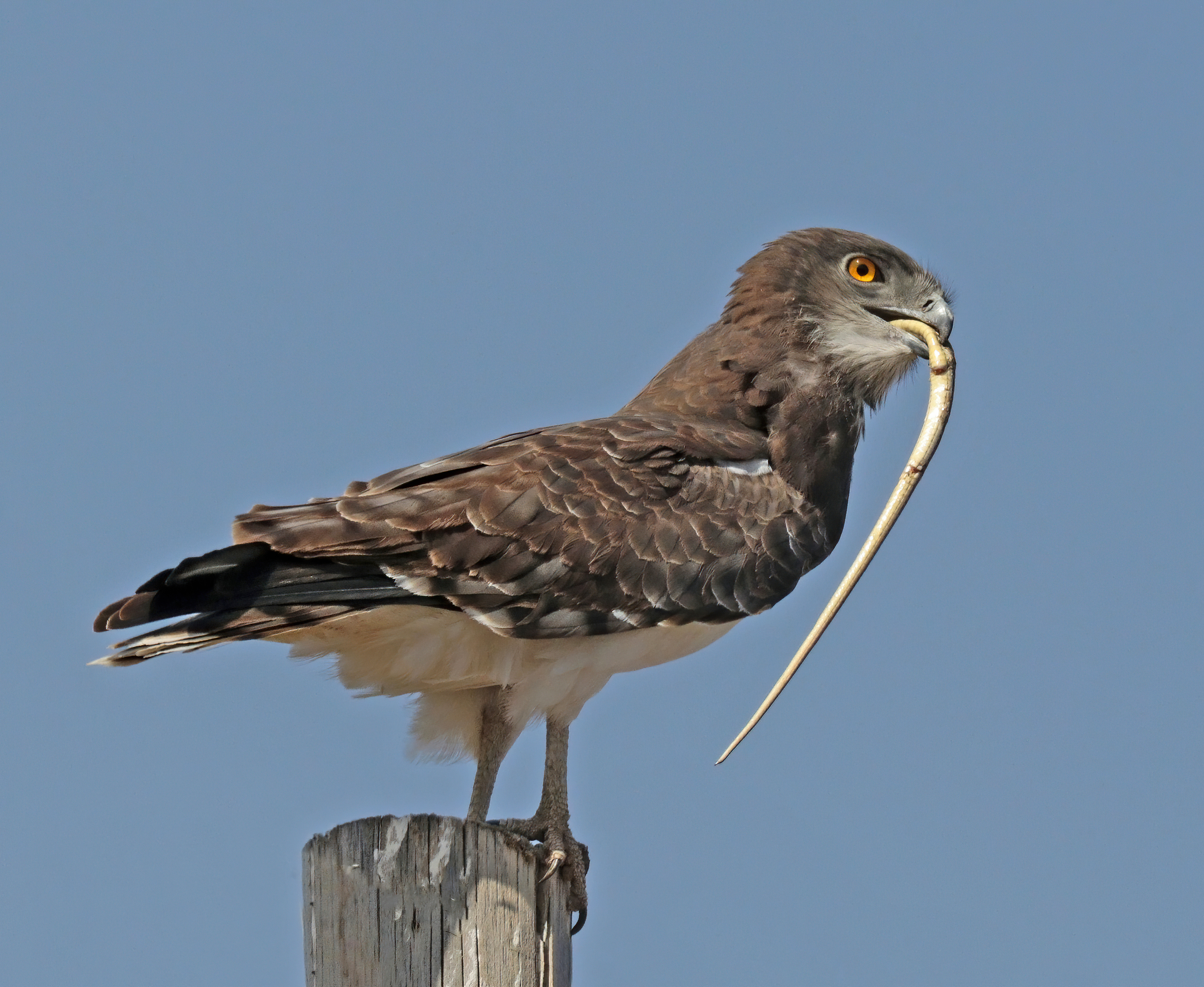 4. Conservation Challenges and Efforts:⁢ Safeguarding‌ the Black-chested Snake Eagle and Its Habitat in Masai ⁤Mara