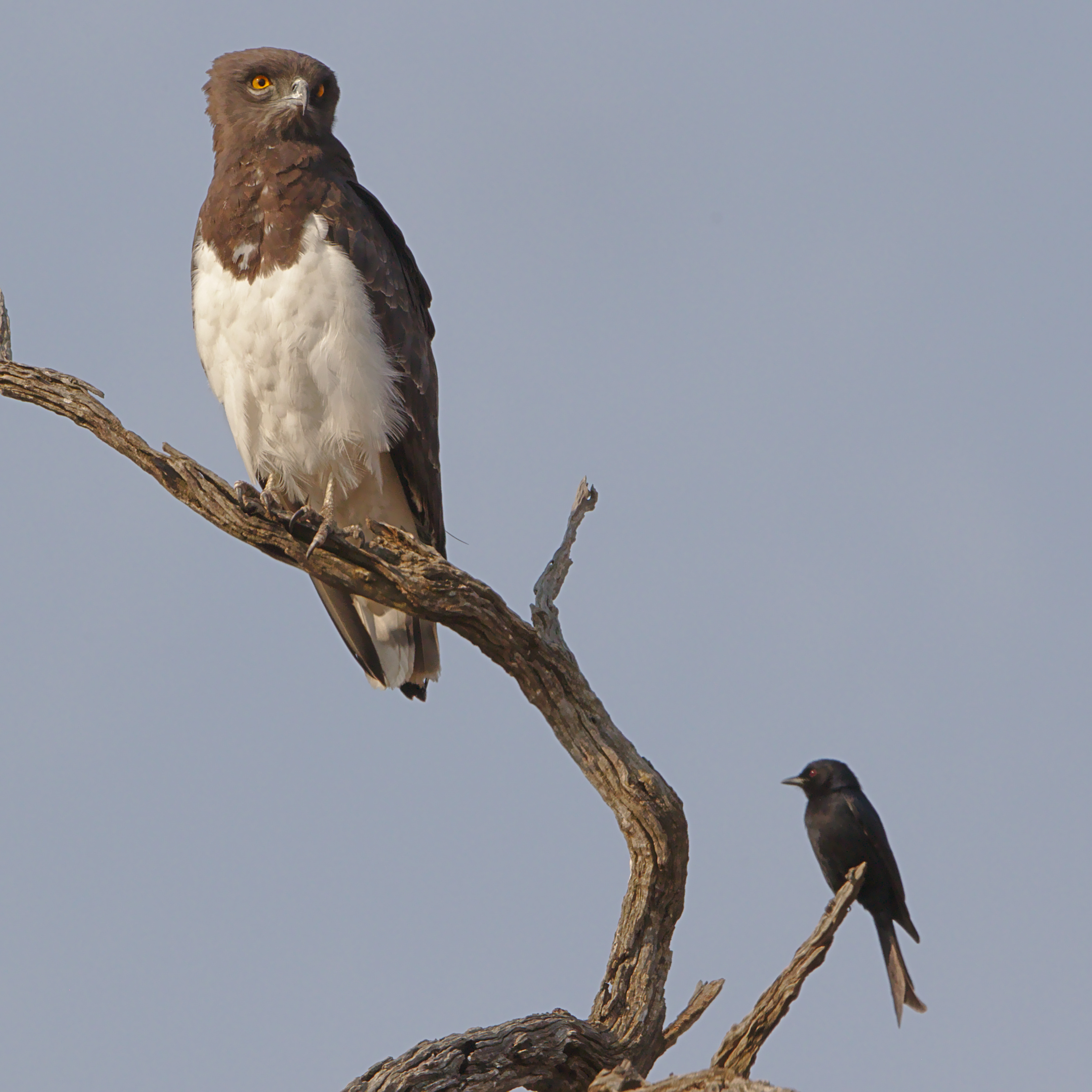 2. The Habitat and Behavior of the Black-chested Snake Eagle in Masai Mara National Park