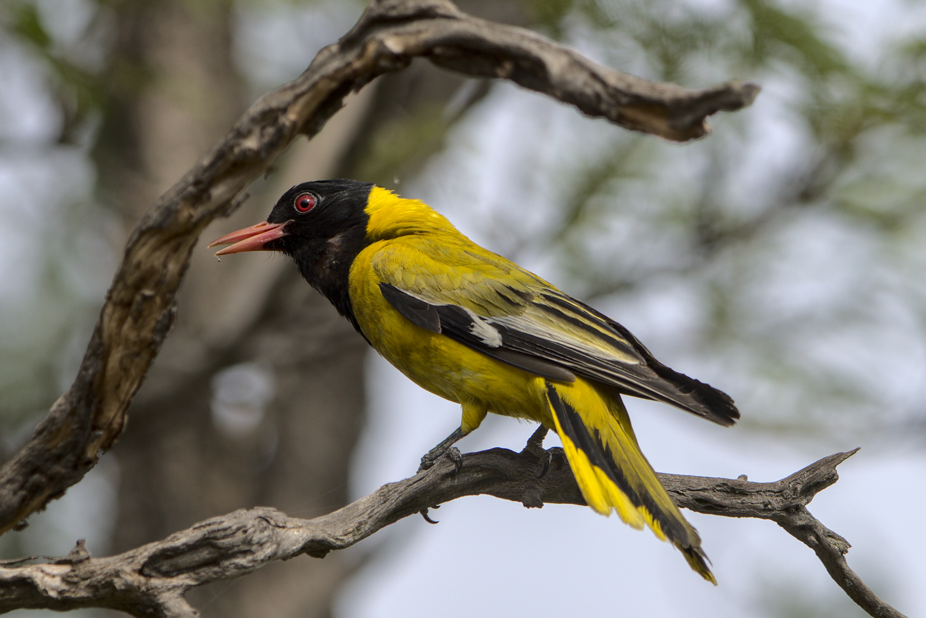 - Habitats⁤ and Range: Discovering the Preferred Environments of the African Blackheaded Oriole ⁢in Masai Mara National Park
