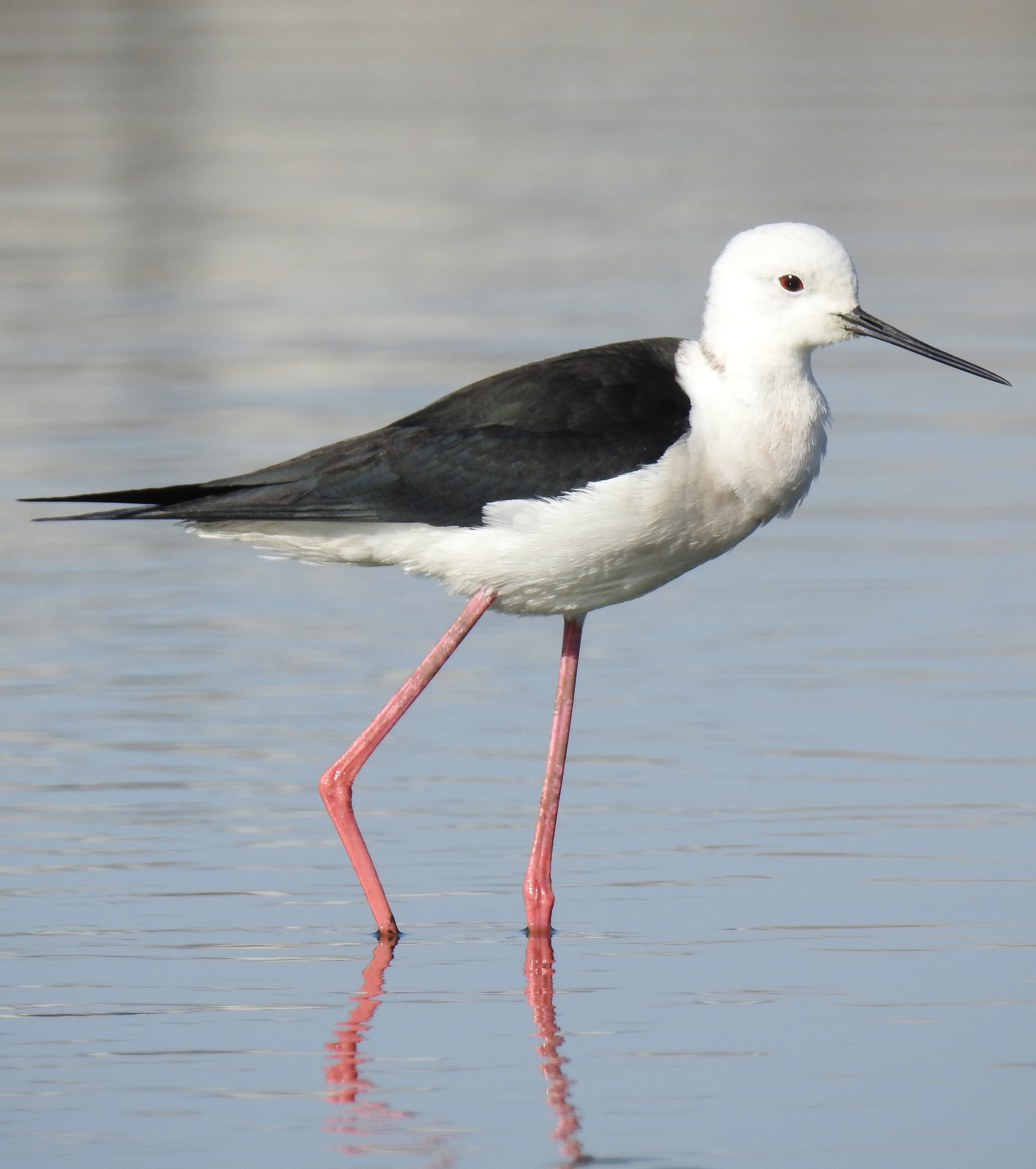 - An Iconic Masterpiece: Understanding the Long-legged Beauty of the Blackwinged Stilt in Masai Mara National Park