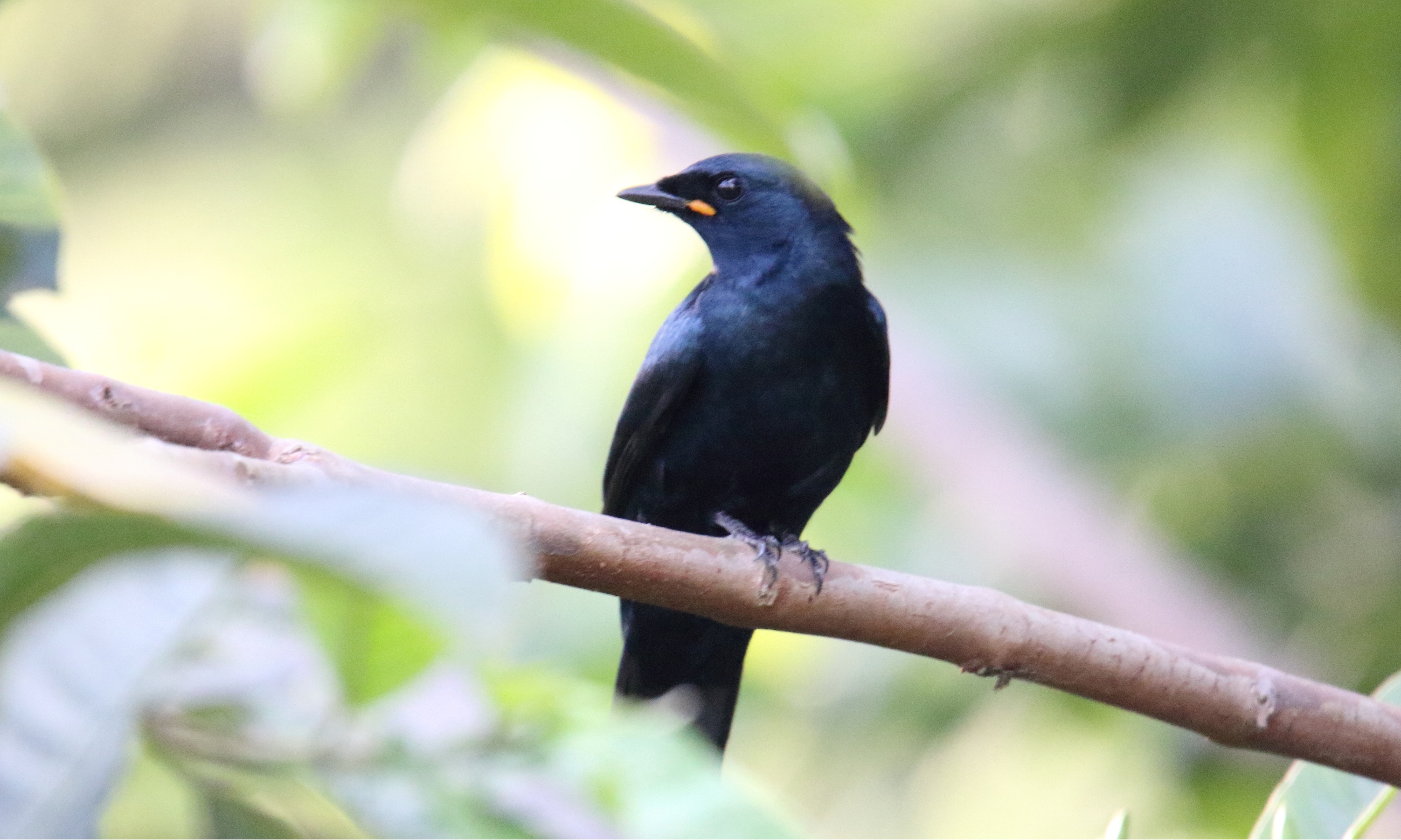 6. Captivating⁣ Photography: Showcasing the Unique Beauty of the Black Cuckooshrike in​ Masai Mara