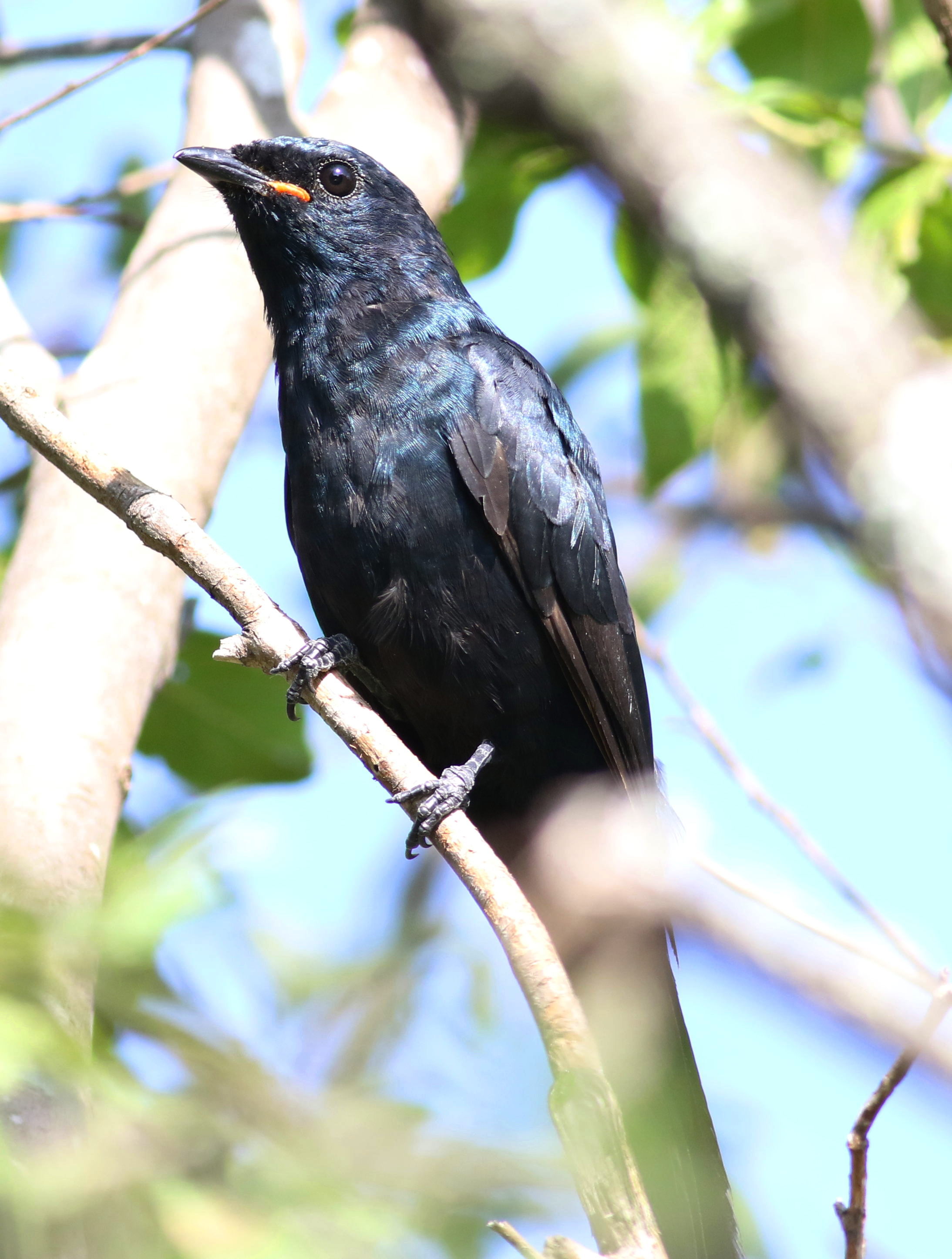 1. Unveiling the Black Cuckooshrike: A Distinguished Ornithological ⁤Species in the Masai ⁤Mara