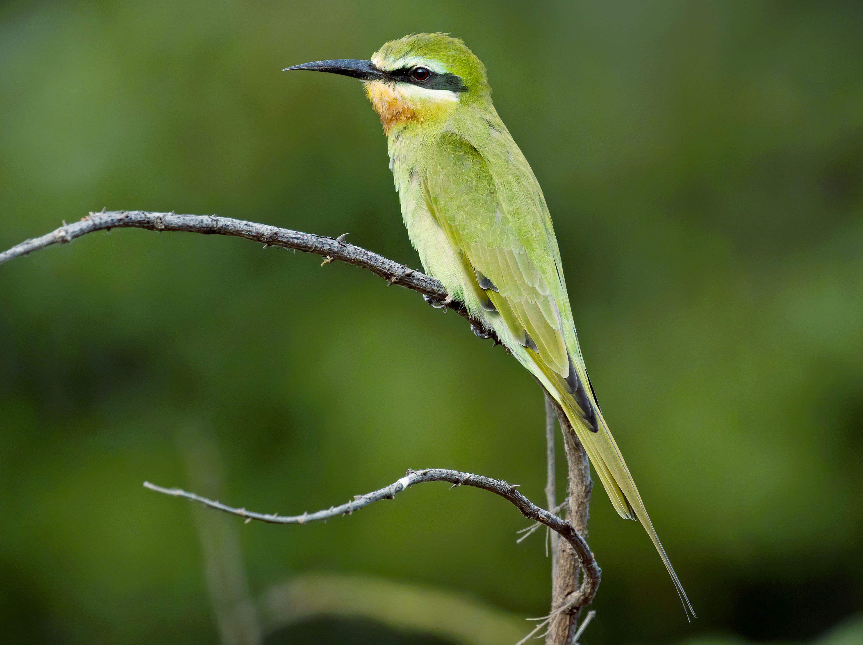 The Bluecheeked Bee-eater: an Introduction to Masai ⁤Mara's Vibrant Aerial Acrobat