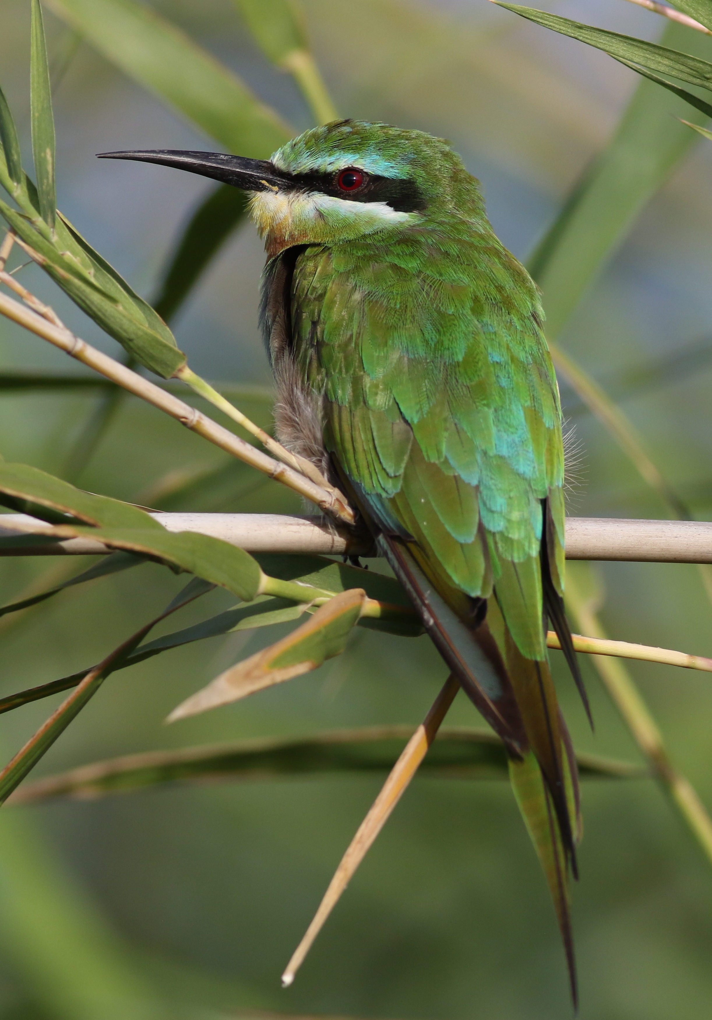 Conservation Efforts: ‍Preserving the Bluecheeked Bee-eater's ⁤Habitat in Masai Mara