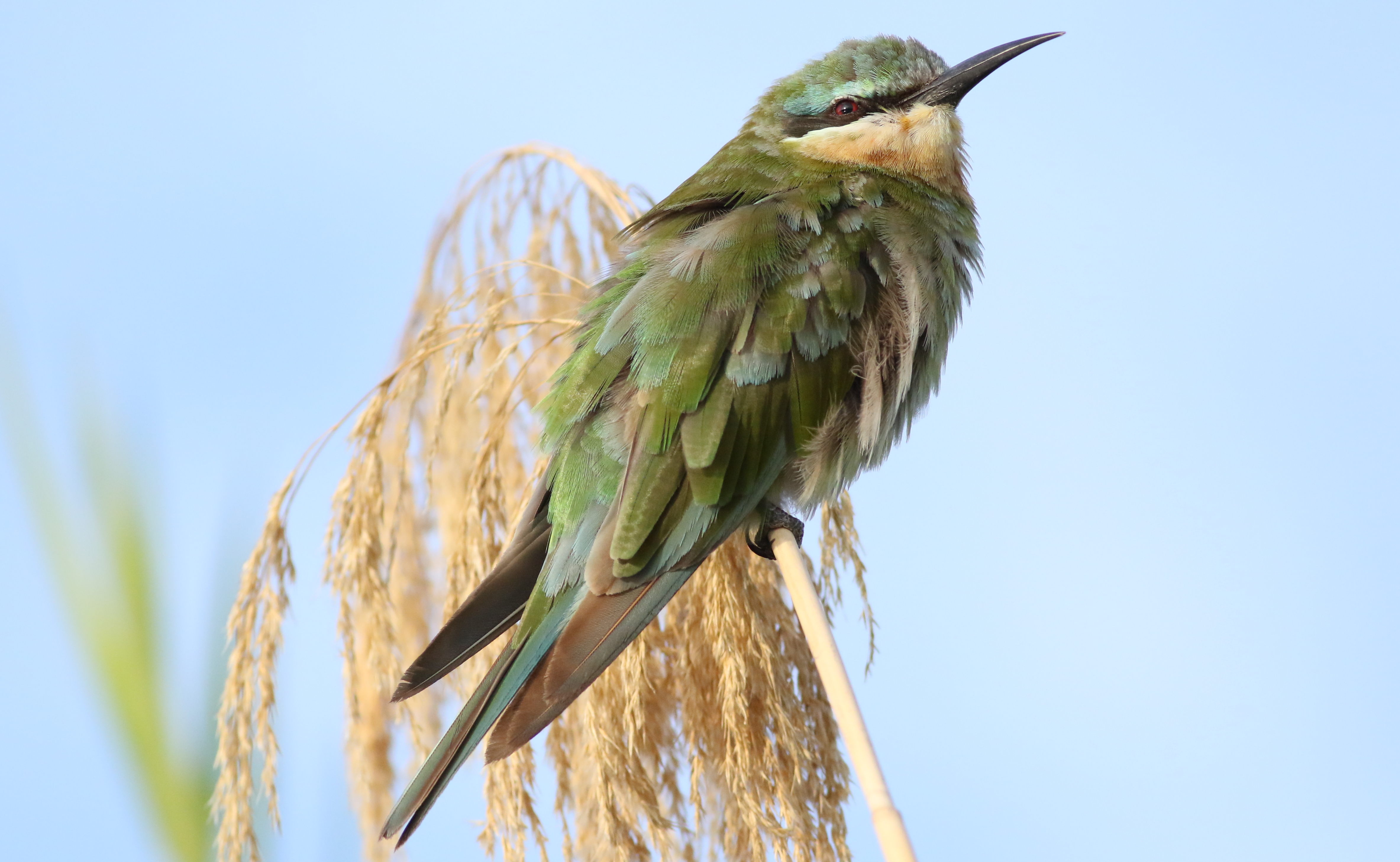 Insider Tips for⁣ Spotting⁣ the Bluecheeked Bee-eater in Masai Mara