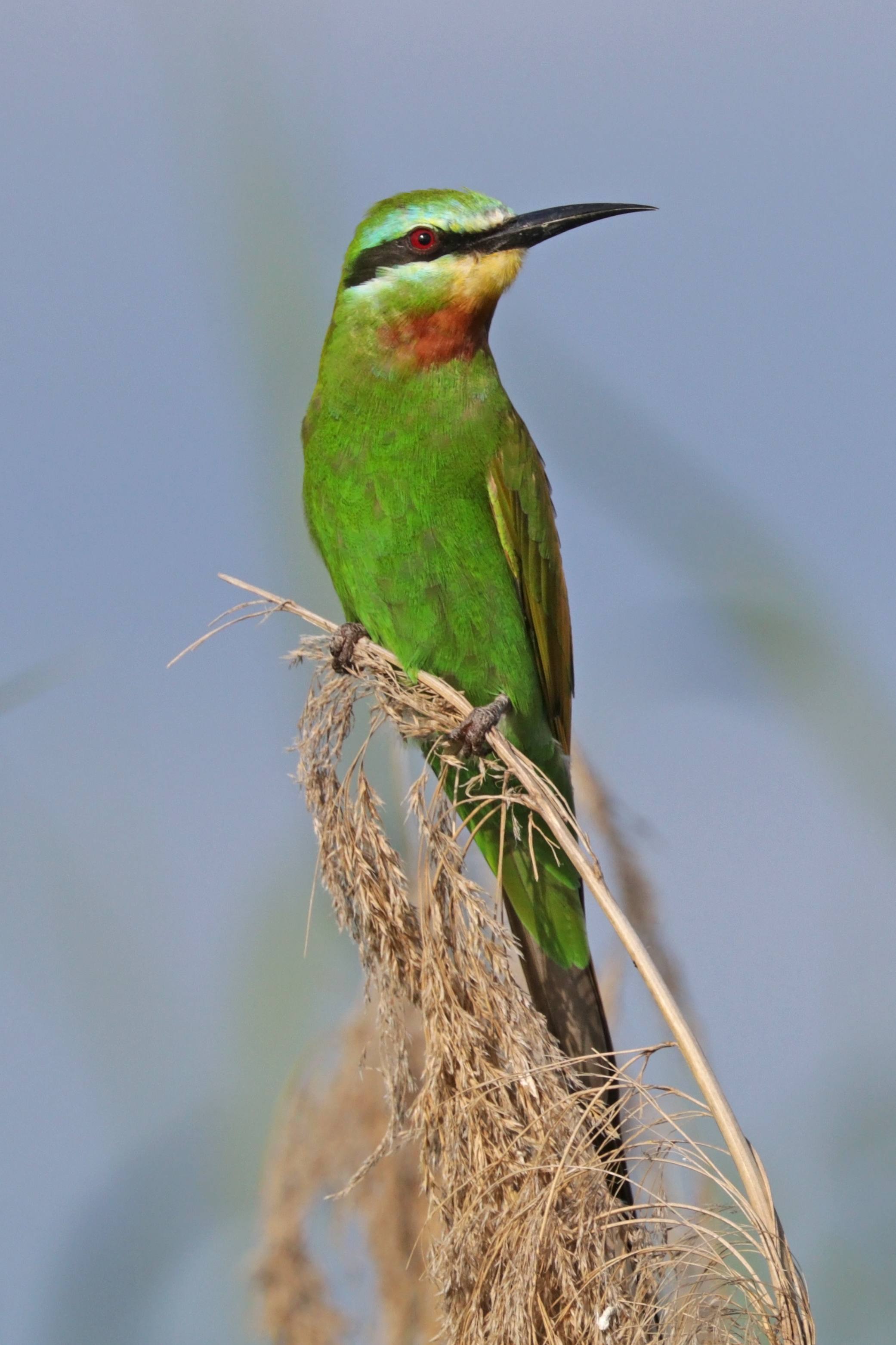 The Bluecheeked Bee-eater's Vibrant Appearance: A Sight to Behold