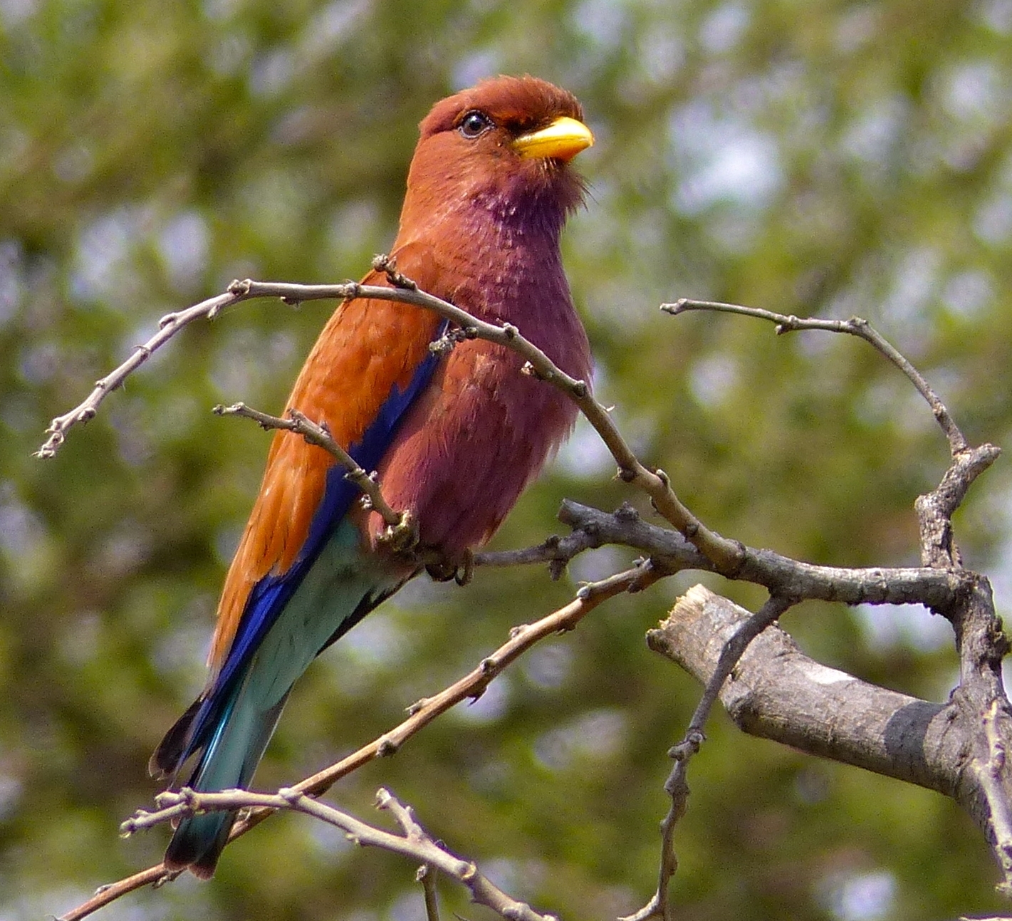 Broadbilled Roller:‌ A Spectacular Bird Species ‍of Masai Mara