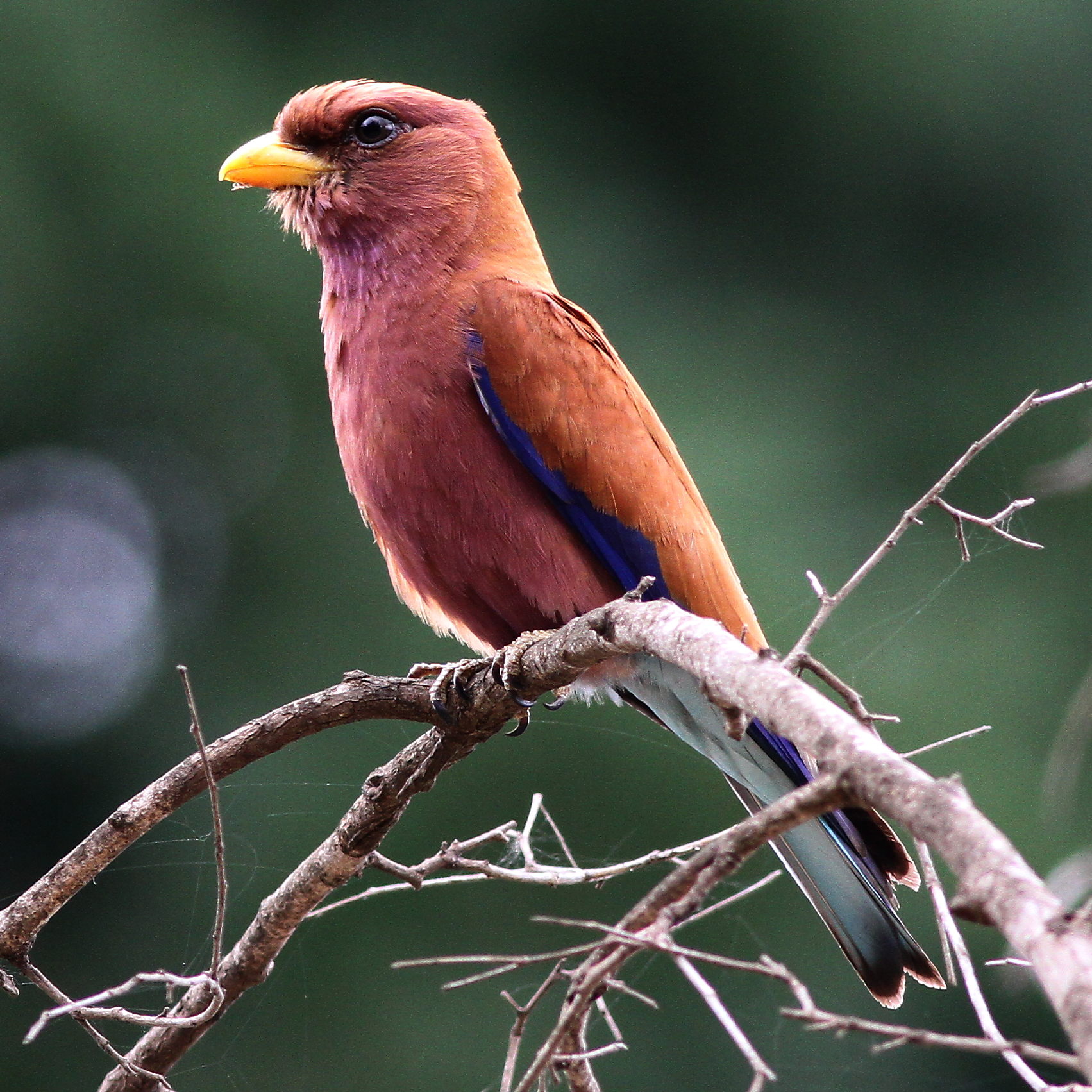 Discovering the ⁤Unique Habits and Behaviors of Broadbilled Rollers in Masai ⁤Mara