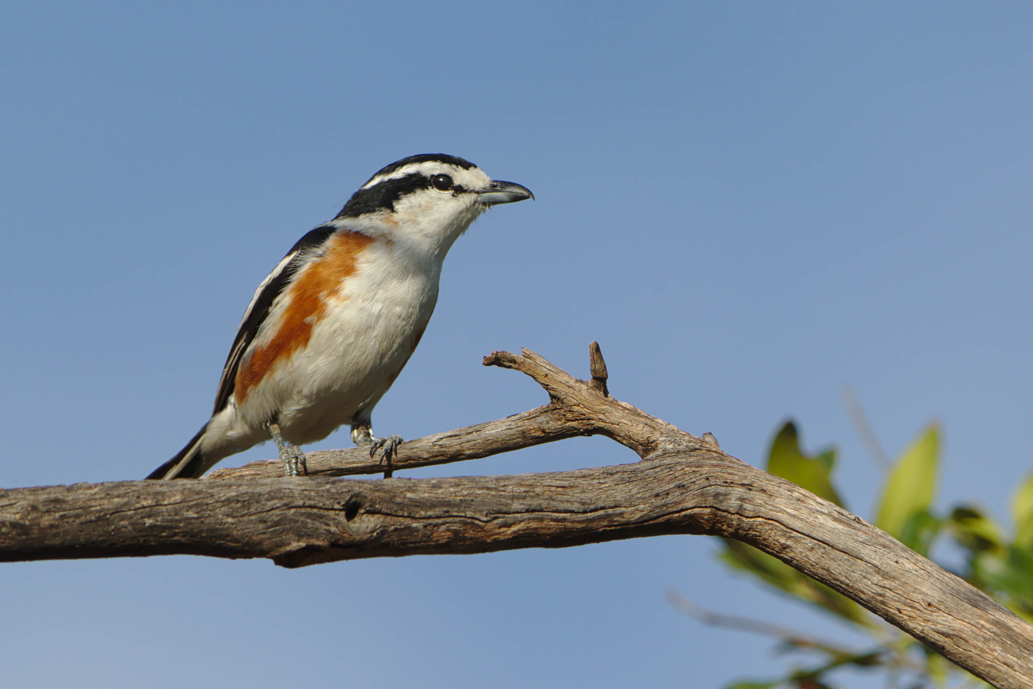 Unveiling the⁢ Intriguing Behaviors and Habits of Brubru in Masai Mara