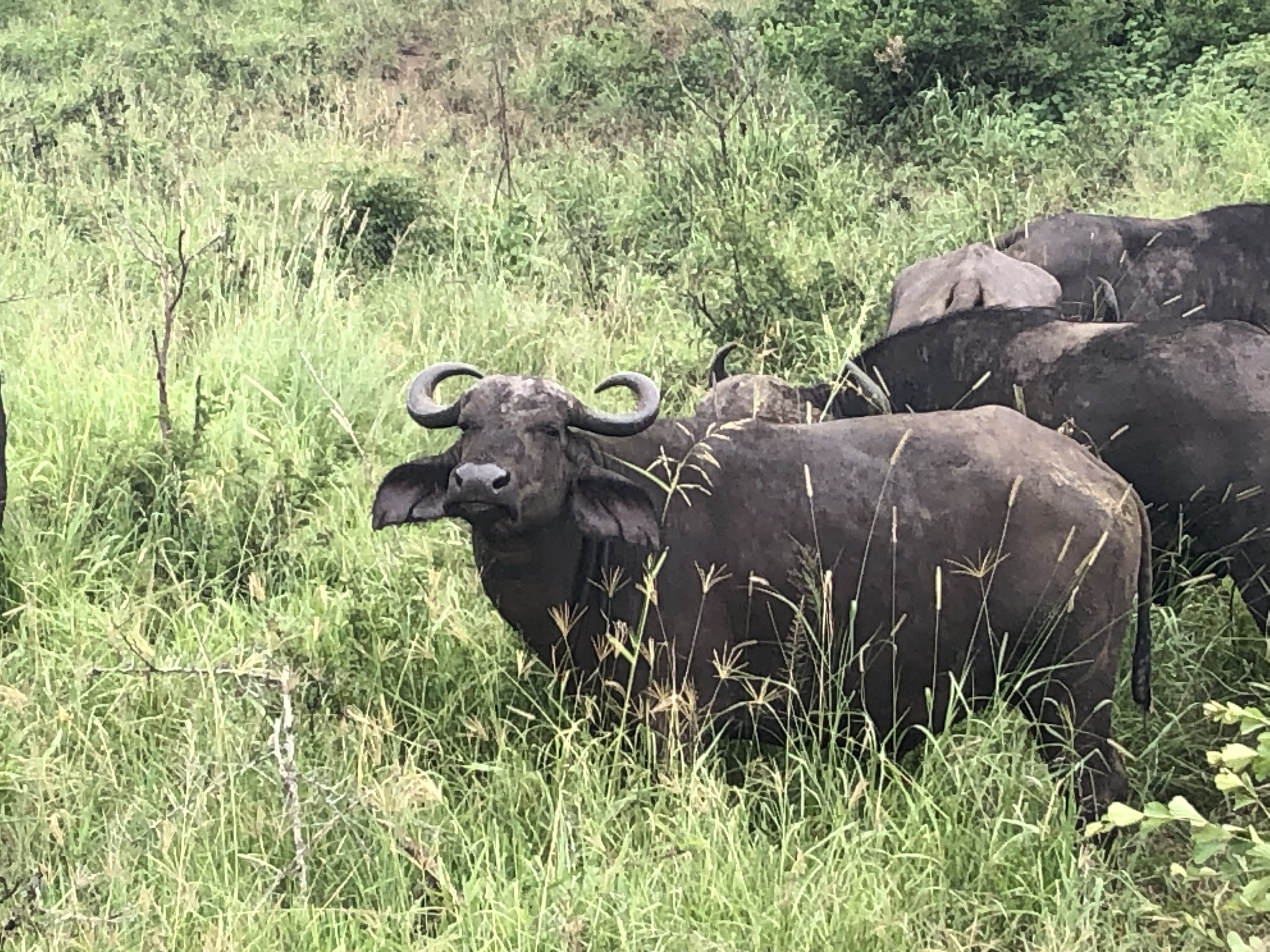 2. ​Marvel at the Magnificent Big​ Five while Soaring above Maasai Mara National Park