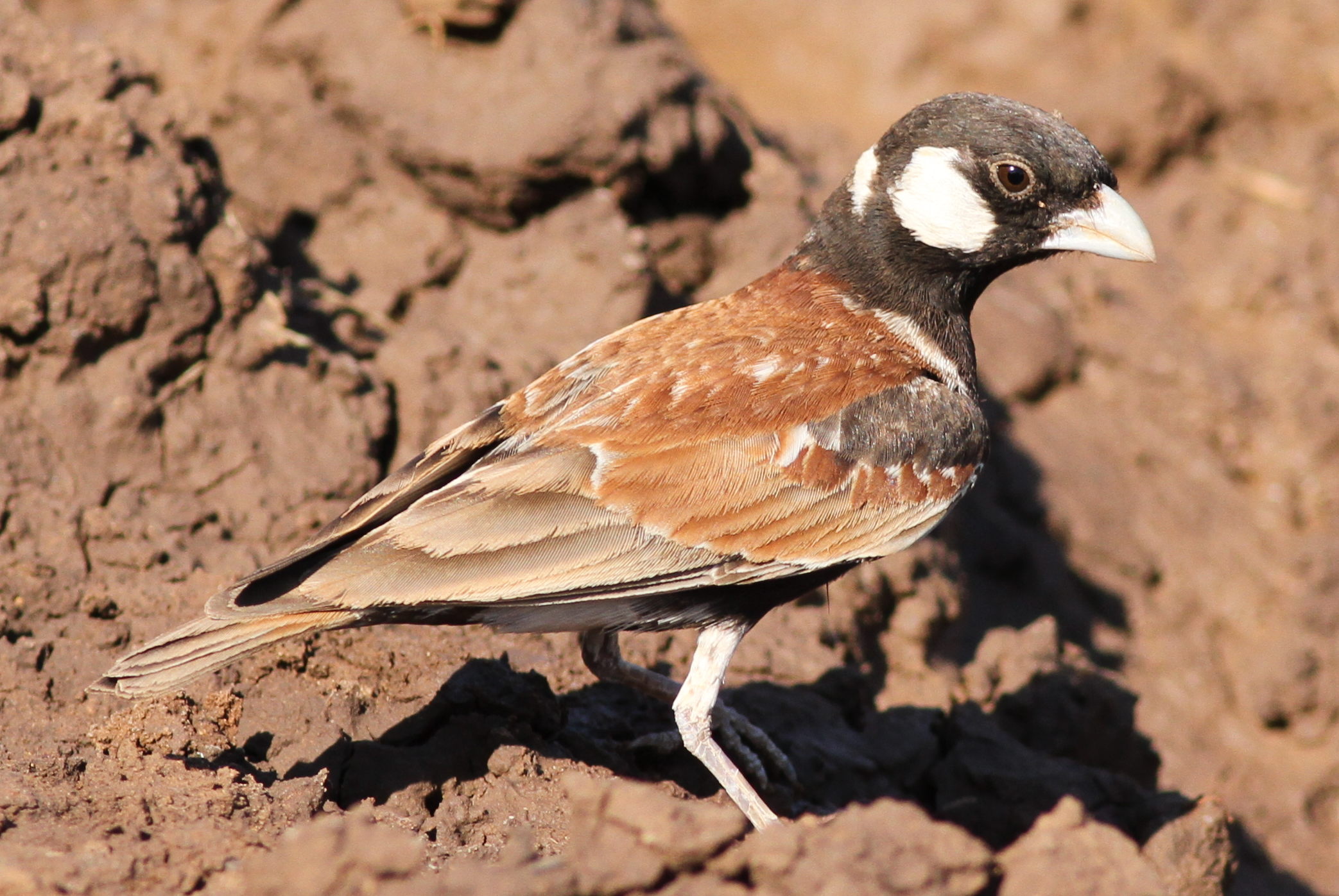 - ‌Exploring the Natural Habitat of the Chestnutbacked SparrowLark in Masai Mara National Park