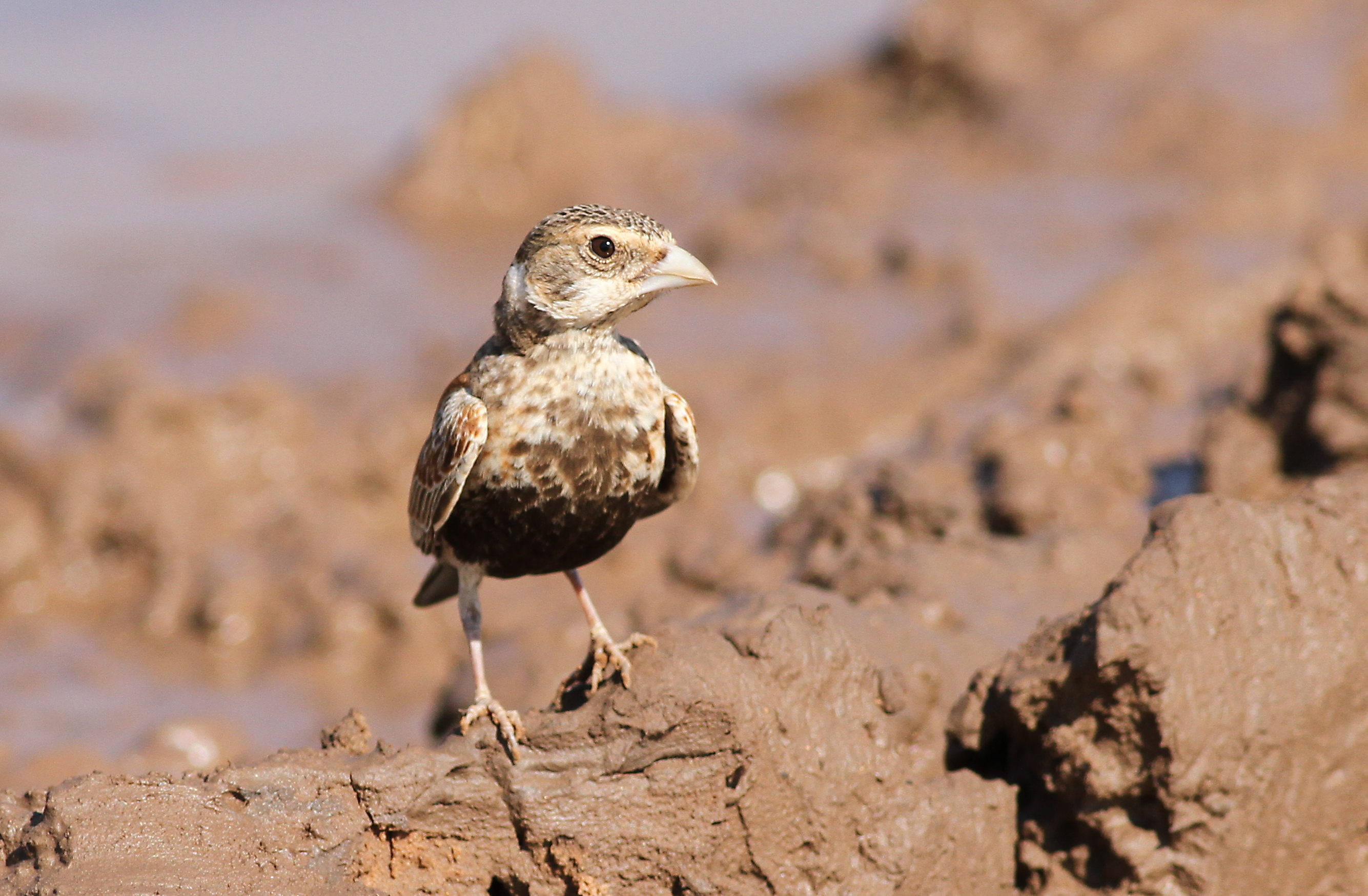 - Unveiling the Unique Visual Appeal of the Chestnutbacked SparrowLark in Masai Mara