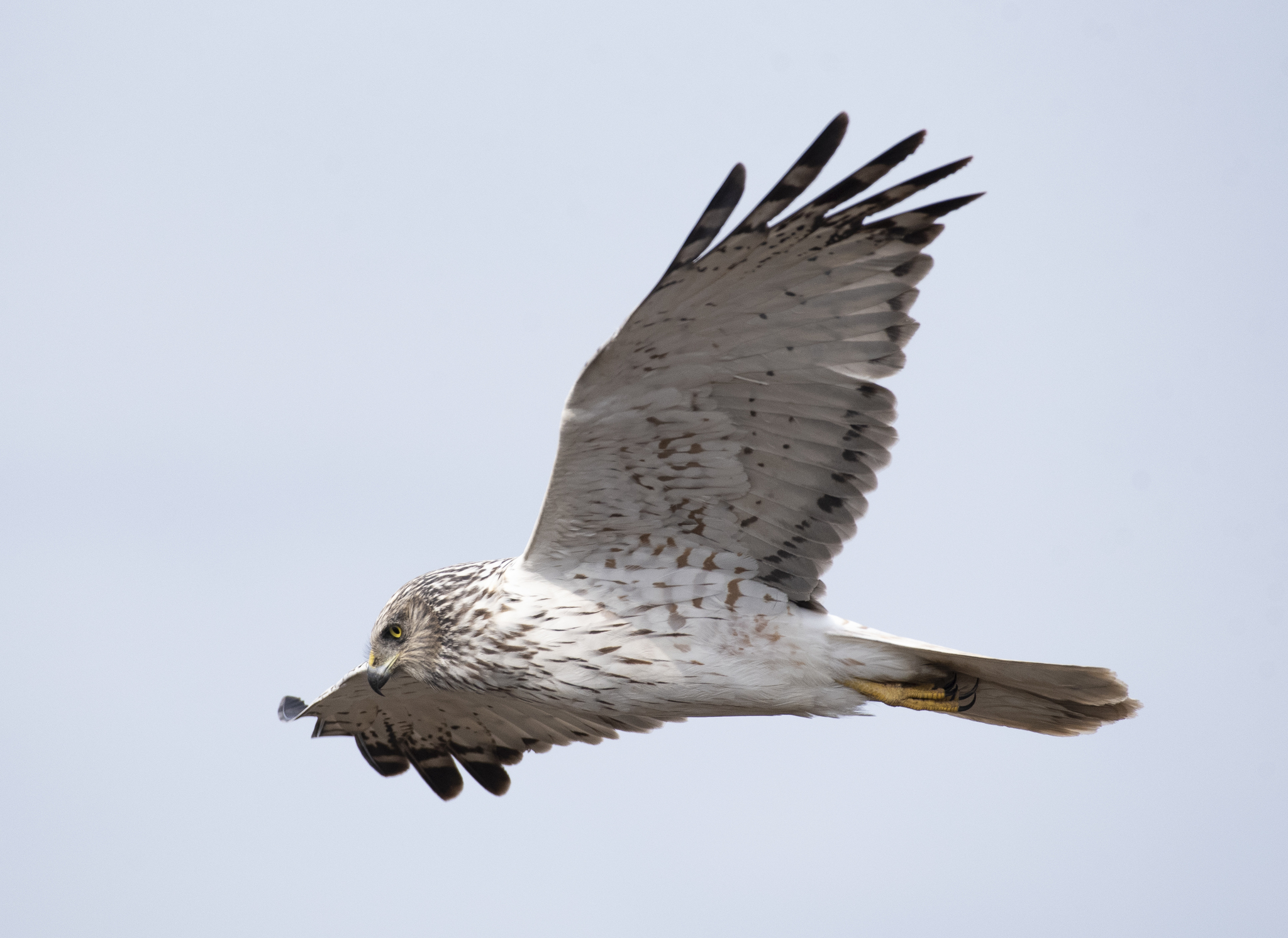 - Conservation Efforts to Protect the Habitat and Population of African Marsh Harriers in Masai Mara