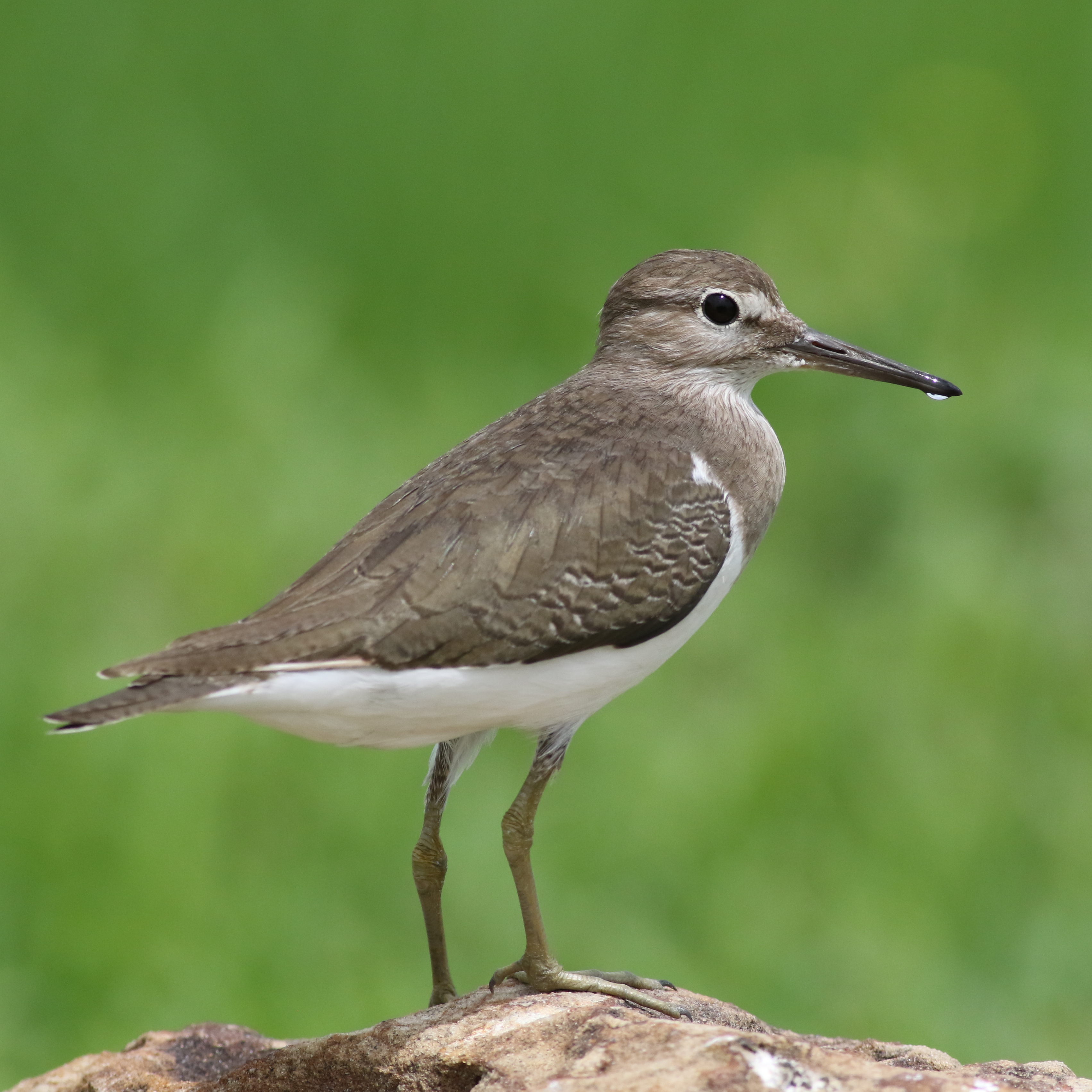 Conservation Efforts for Wood Sandpipers: Preserving Masai Mara's Ecological Harmony