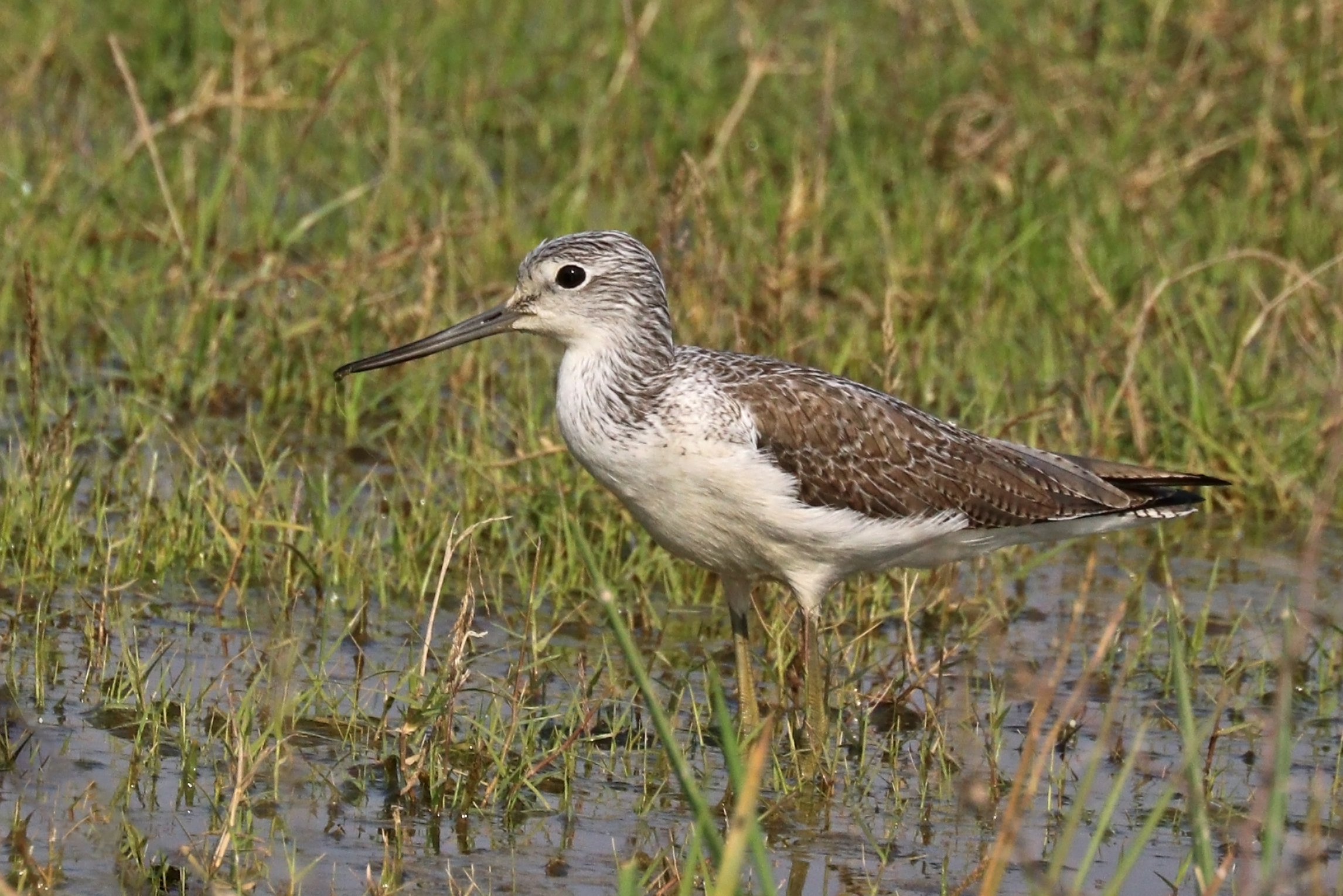 Heading 1: A Delicate ⁤Wader: Discovering the​ Charms⁤ of⁢ the Common Greenshank in‍ Masai Mara ⁢National Park