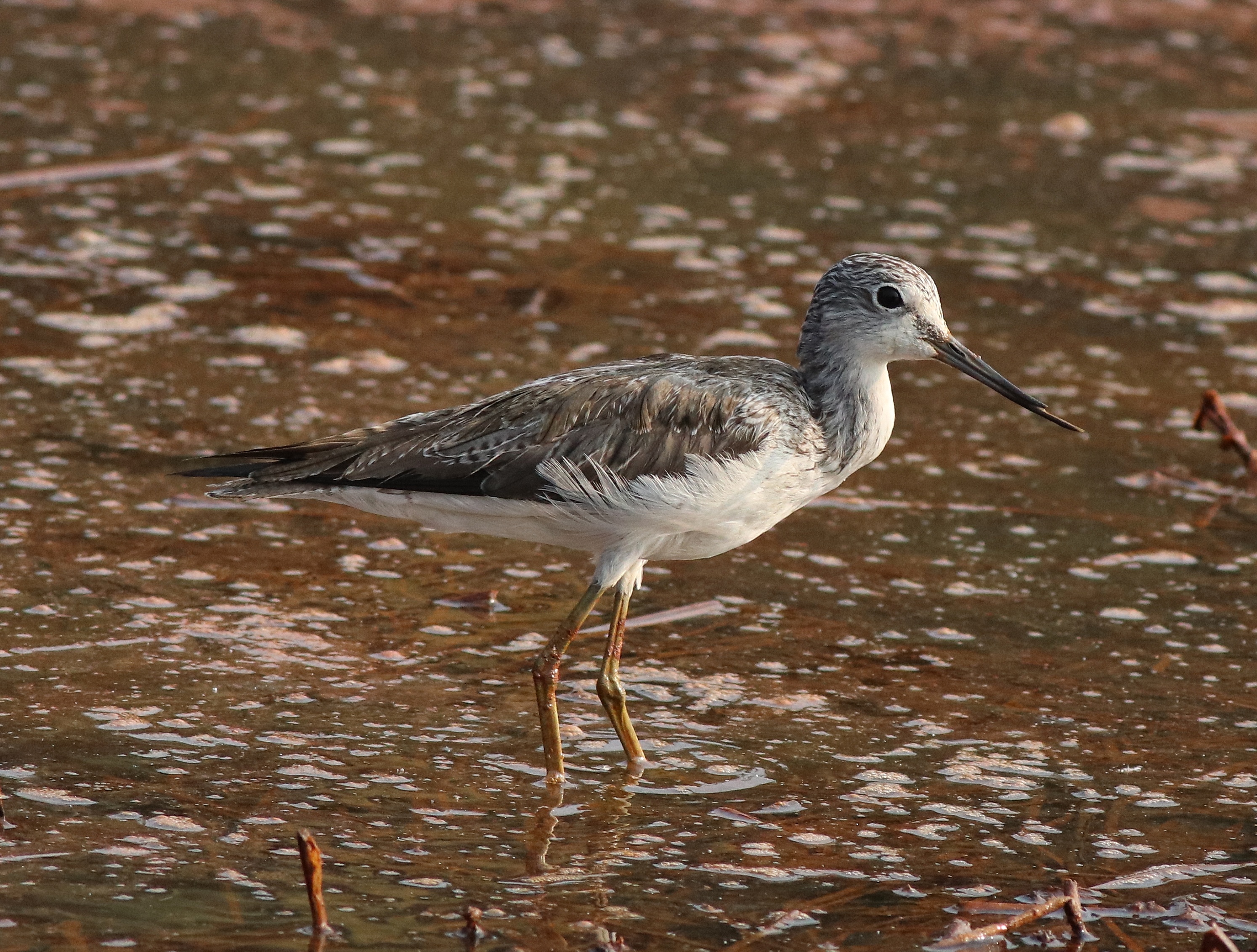 Heading 3: Ideal Spots for Observing the Common Greenshank: Recommendations⁤ for ⁢Bird⁤ Enthusiasts in Masai Mara